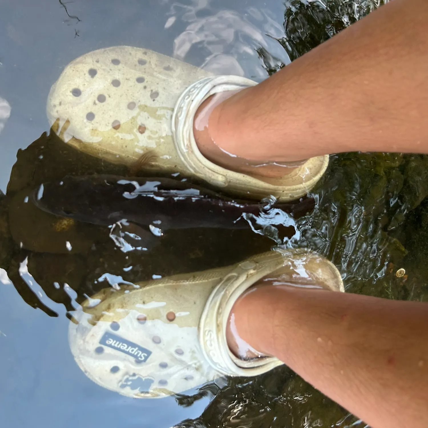Smallmouth bass caught on Fishbrain