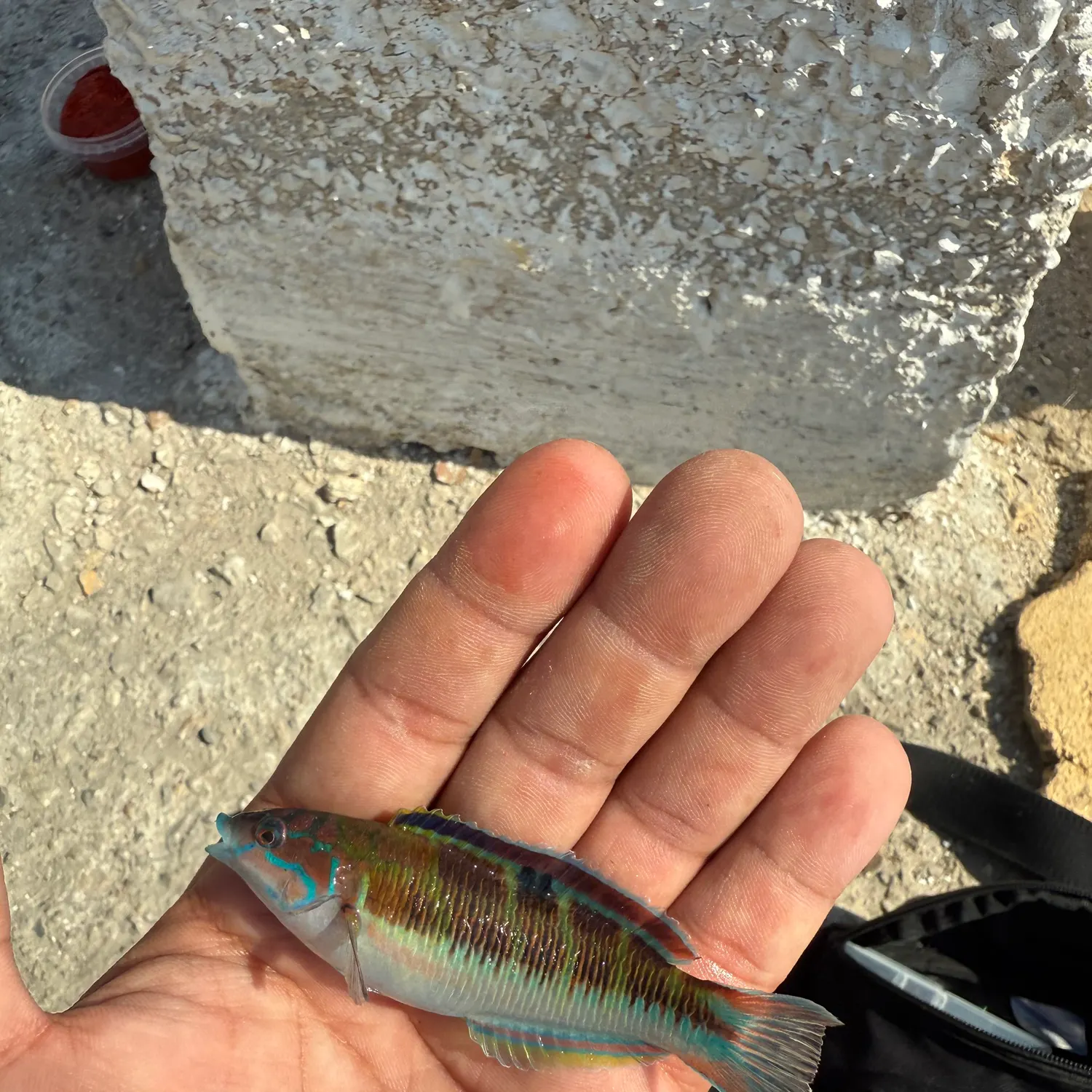 The most recent Ornate wrasse catches on Fishbrain