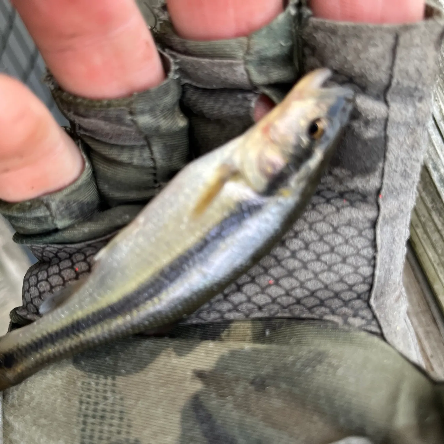 Creek chub caught on Fishbrain