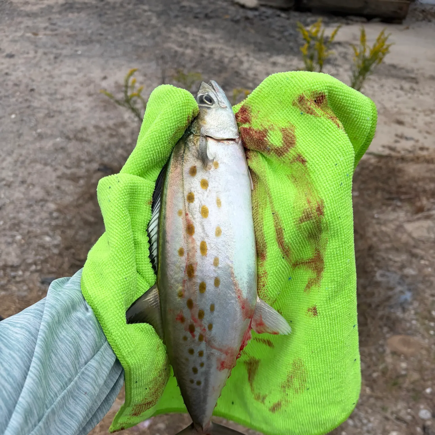 Spanish mackerel caught on Fishbrain