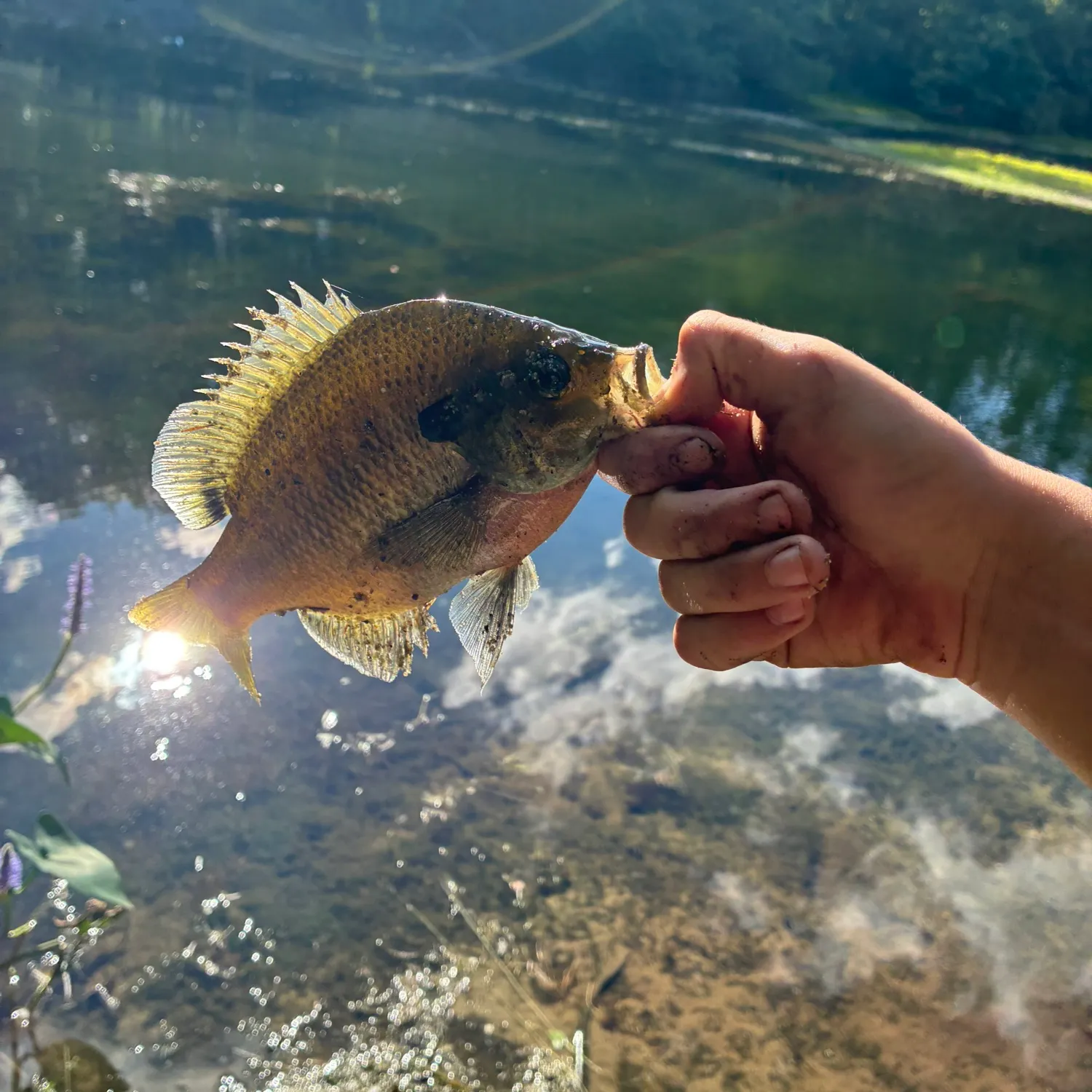 Bluegill caught on Fishbrain