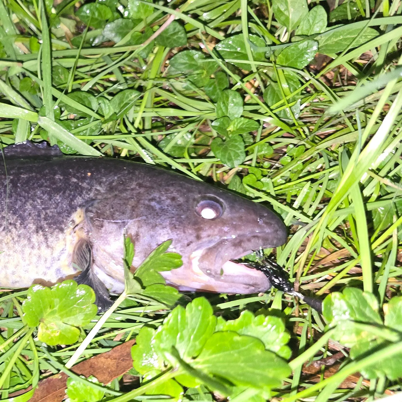 The most recent River blackfish catches on Fishbrain