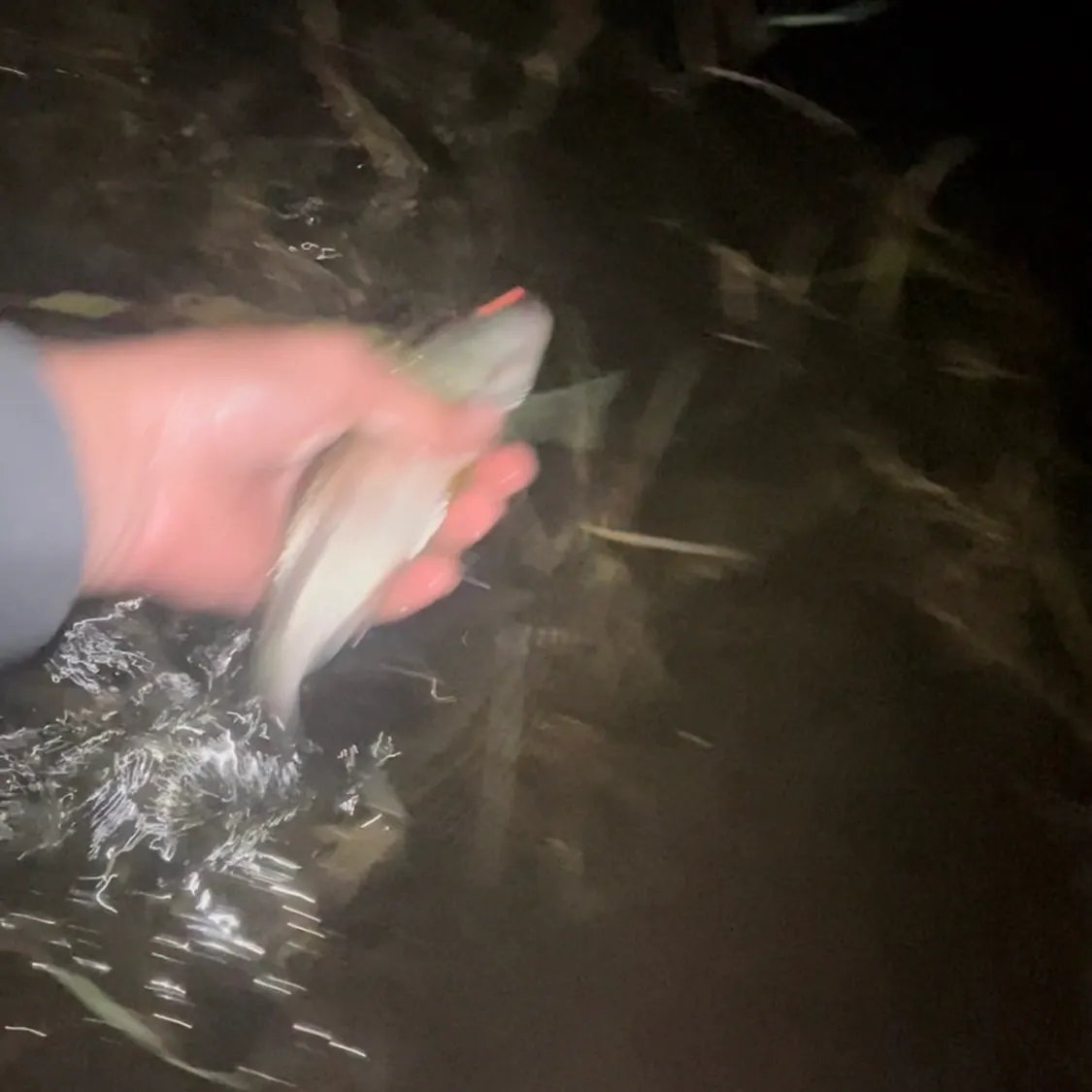 The most recent Tarpon catches on Fishbrain