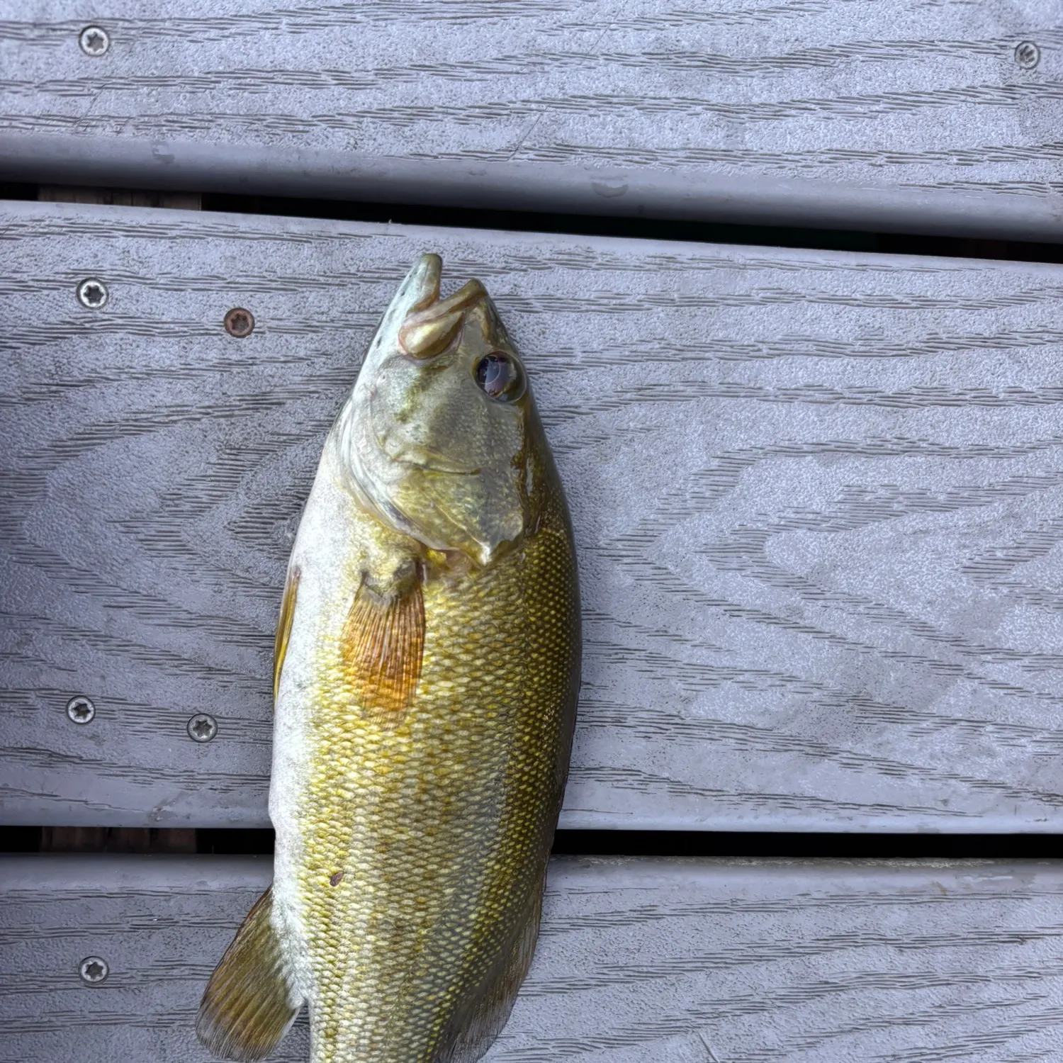 Smallmouth bass caught on Fishbrain