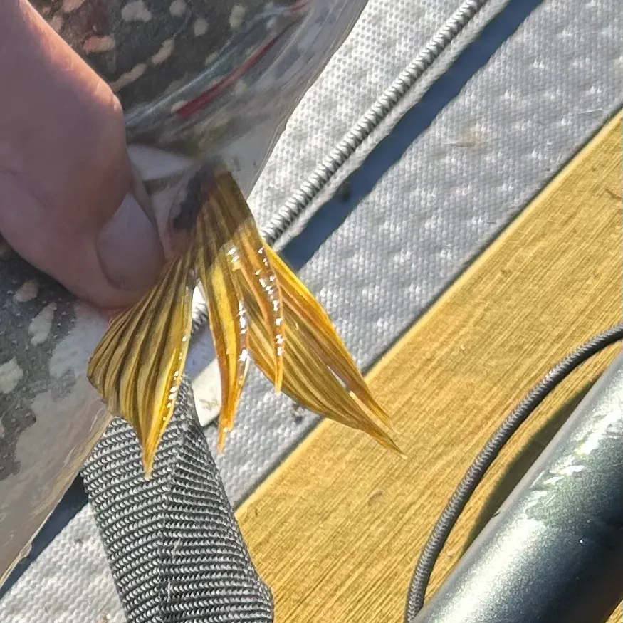 Northern pike caught on Fishbrain