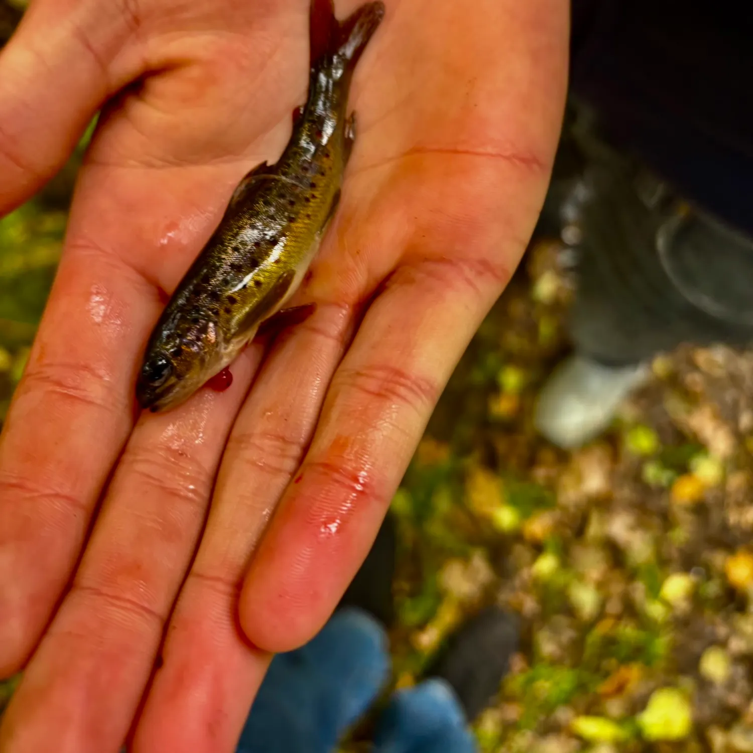 Brown trout caught on Fishbrain