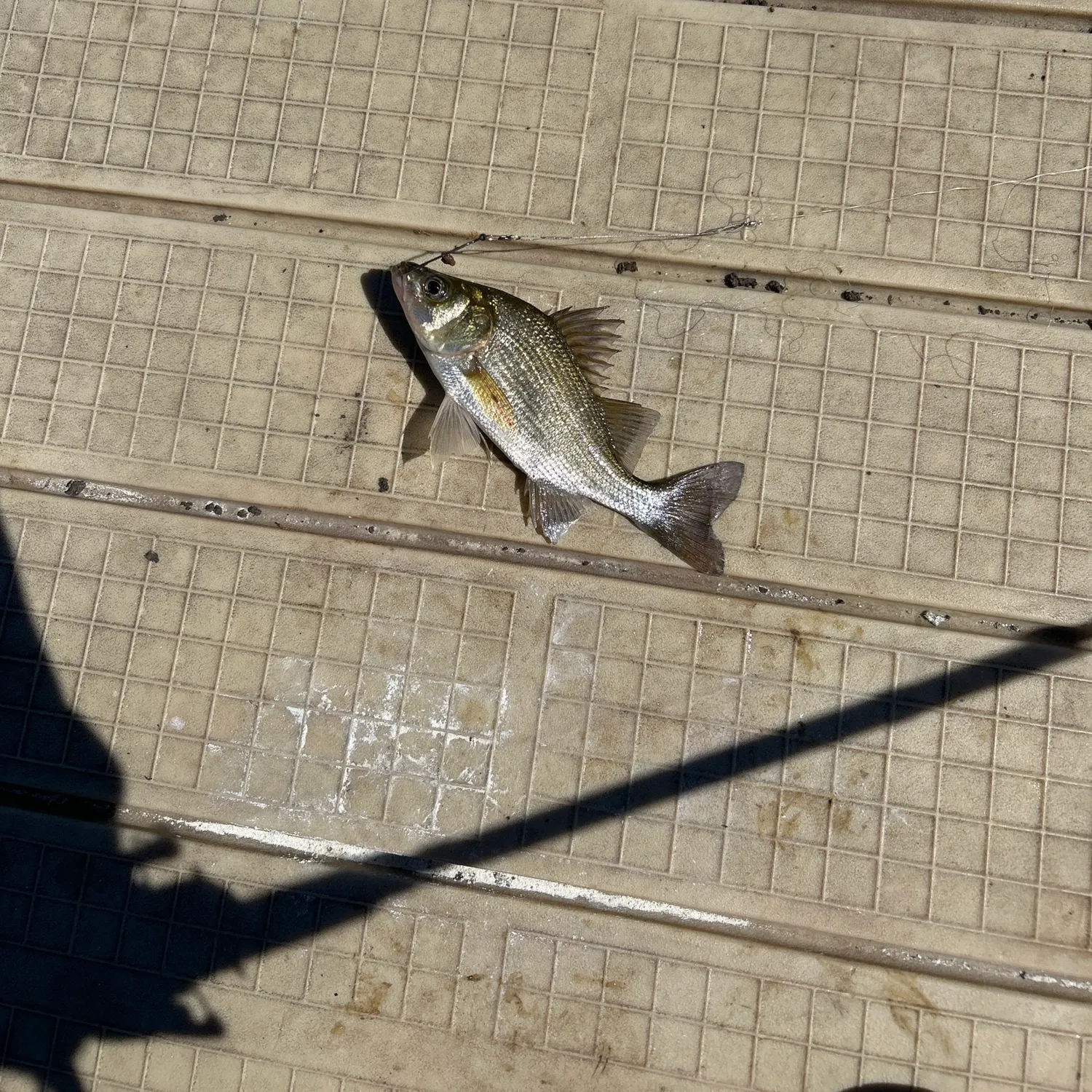 White perch caught on Fishbrain