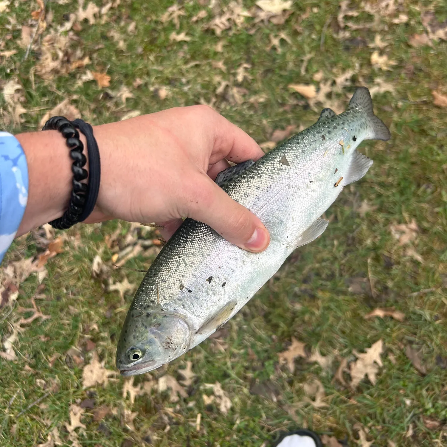 Rainbow trout caught on Fishbrain