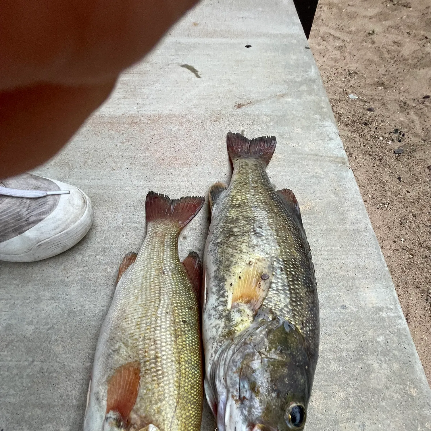 recently logged catches