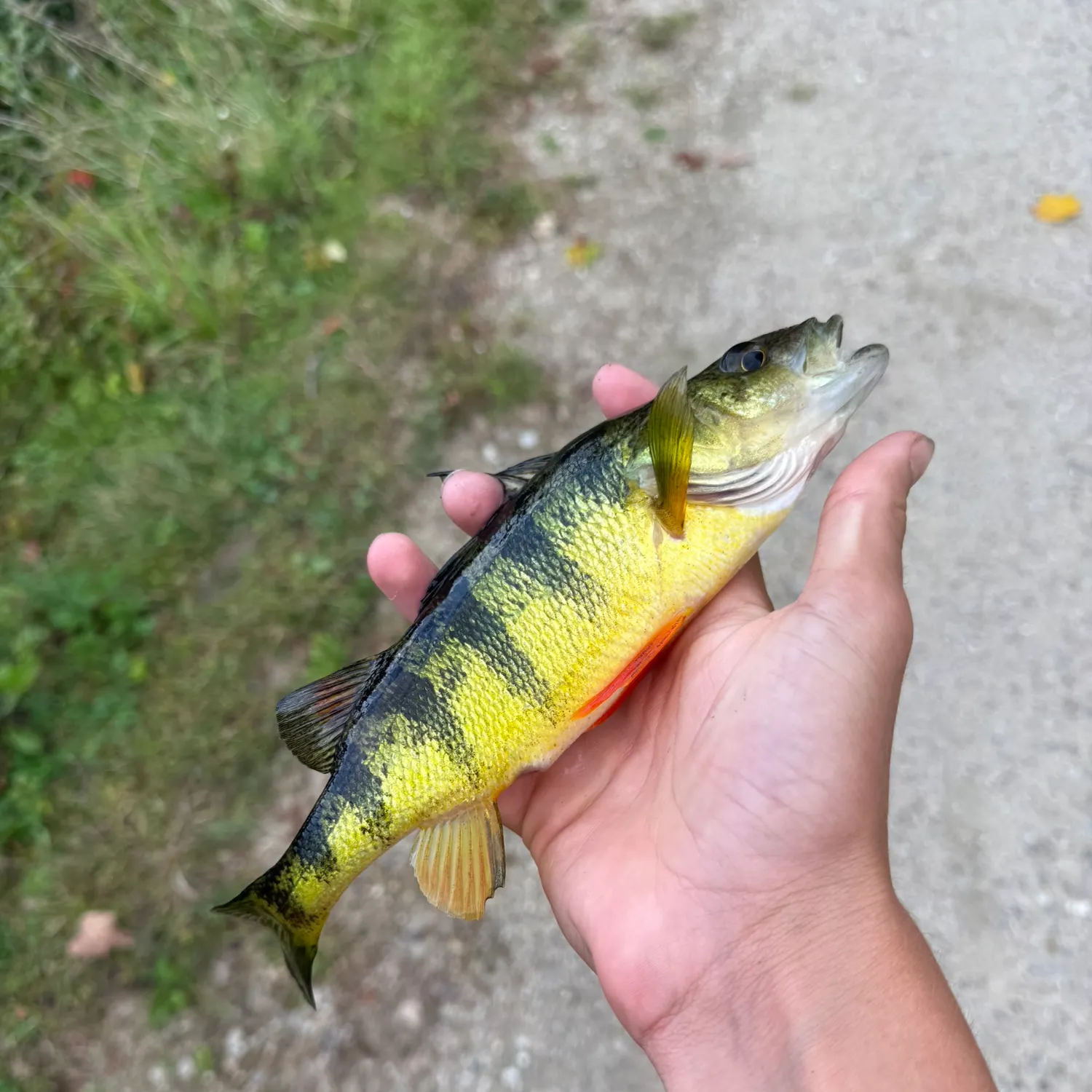 Yellow perch caught on Fishbrain