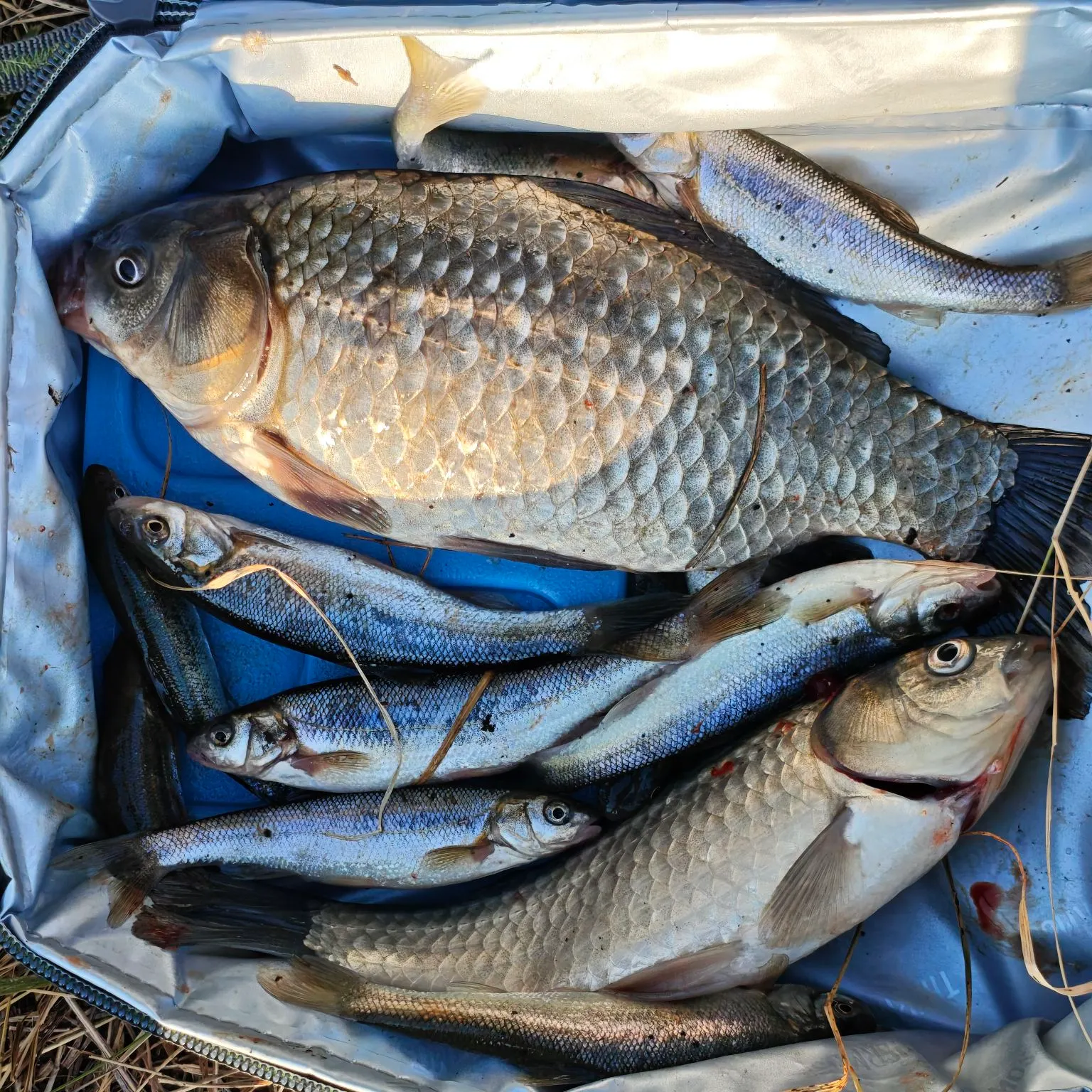 The most recent Prussian carp catches on Fishbrain