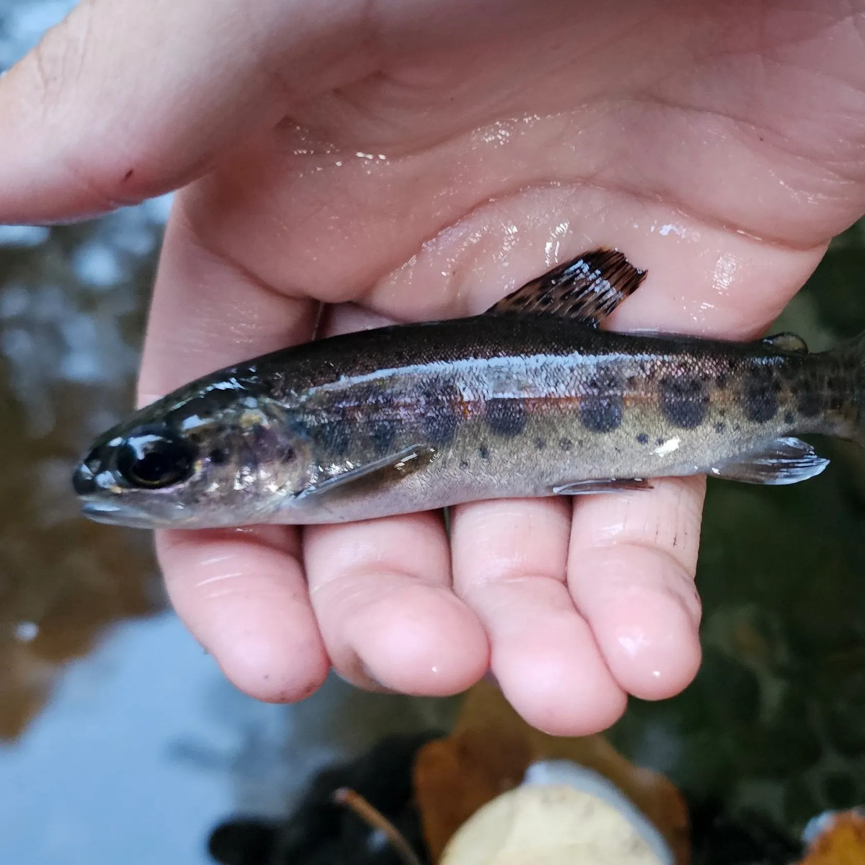 The most recent Coastal rainbow trout catches on Fishbrain