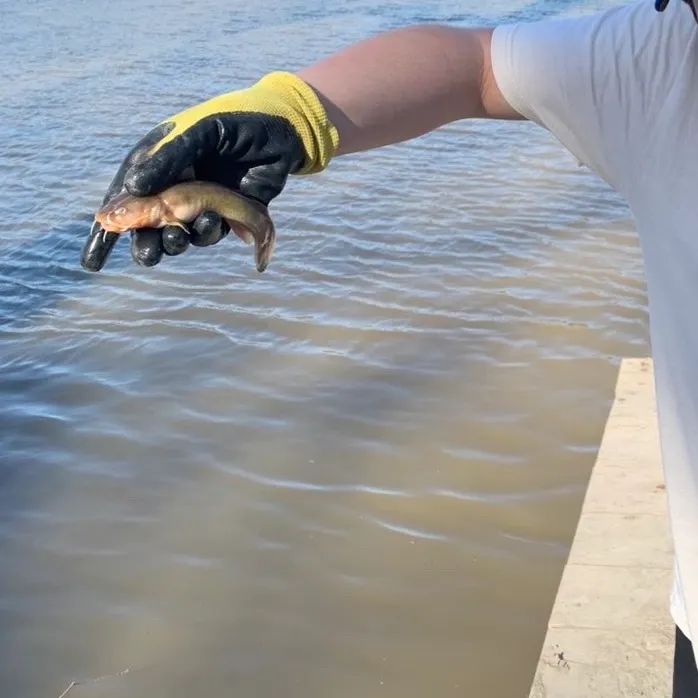The most recent Stonecat catches on Fishbrain