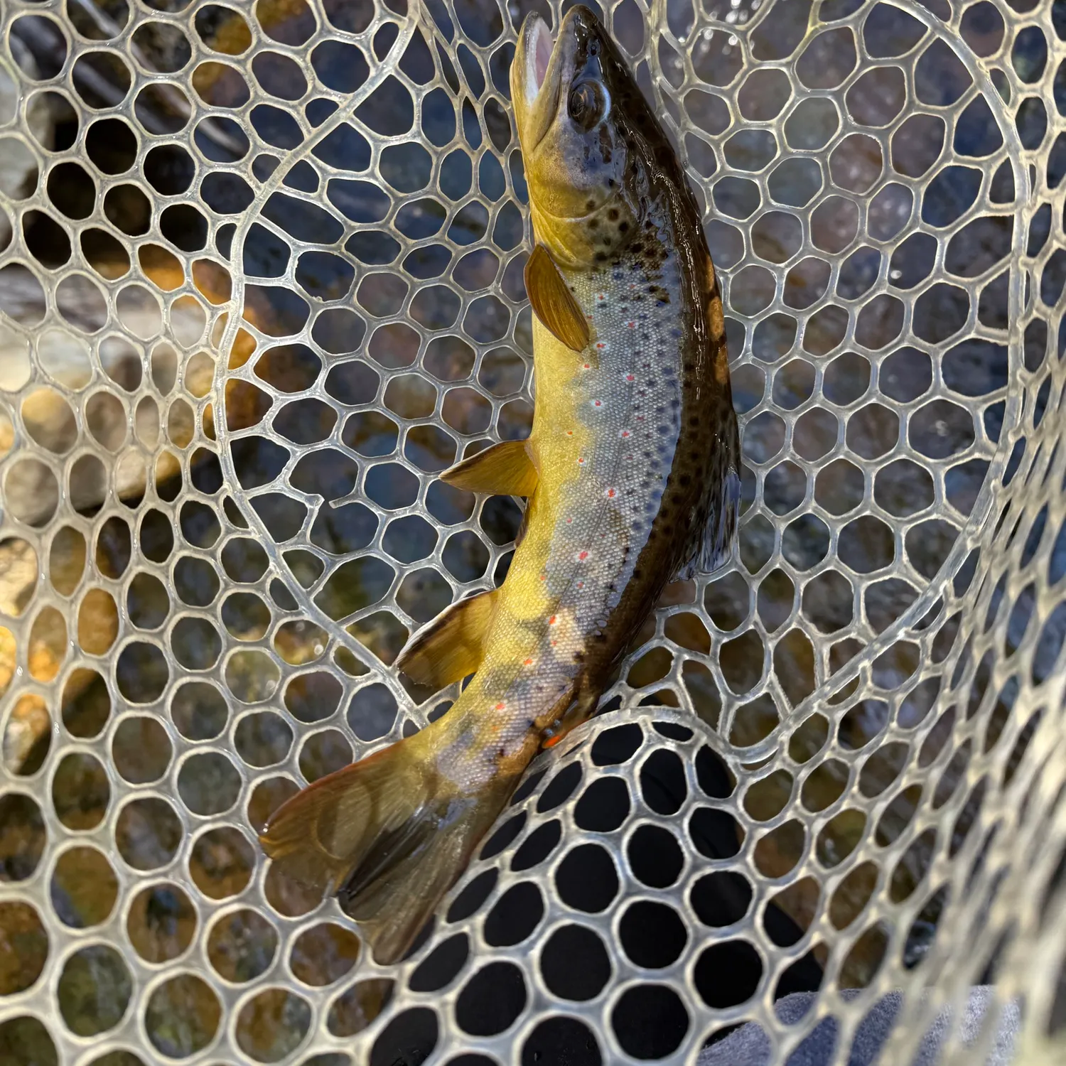 Brown trout caught on Fishbrain