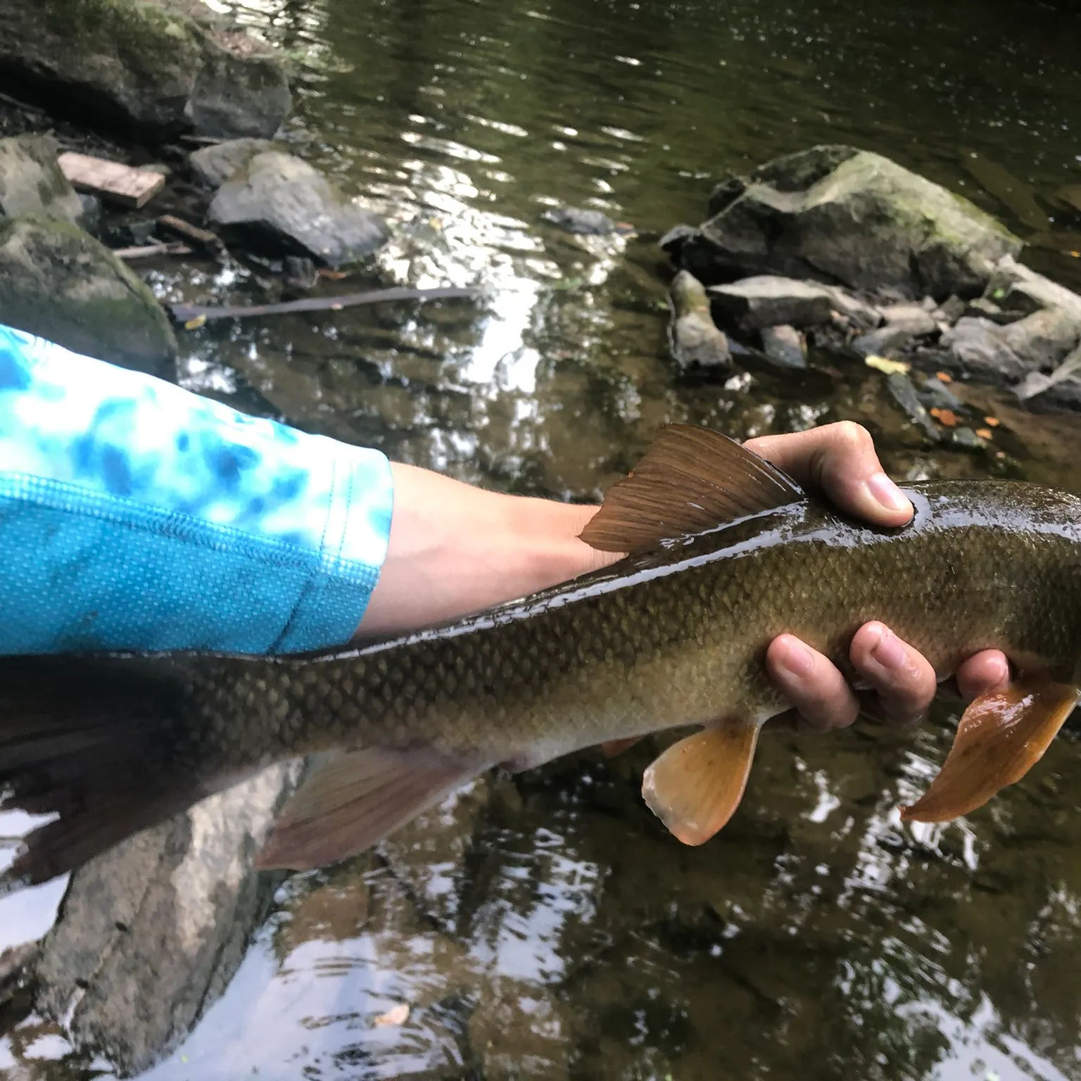 The most recent White sucker catches on Fishbrain