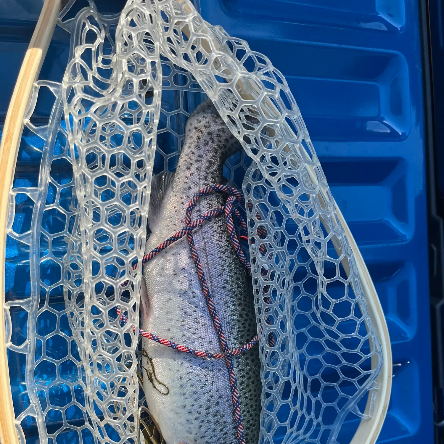 Rainbow trout caught on Fishbrain