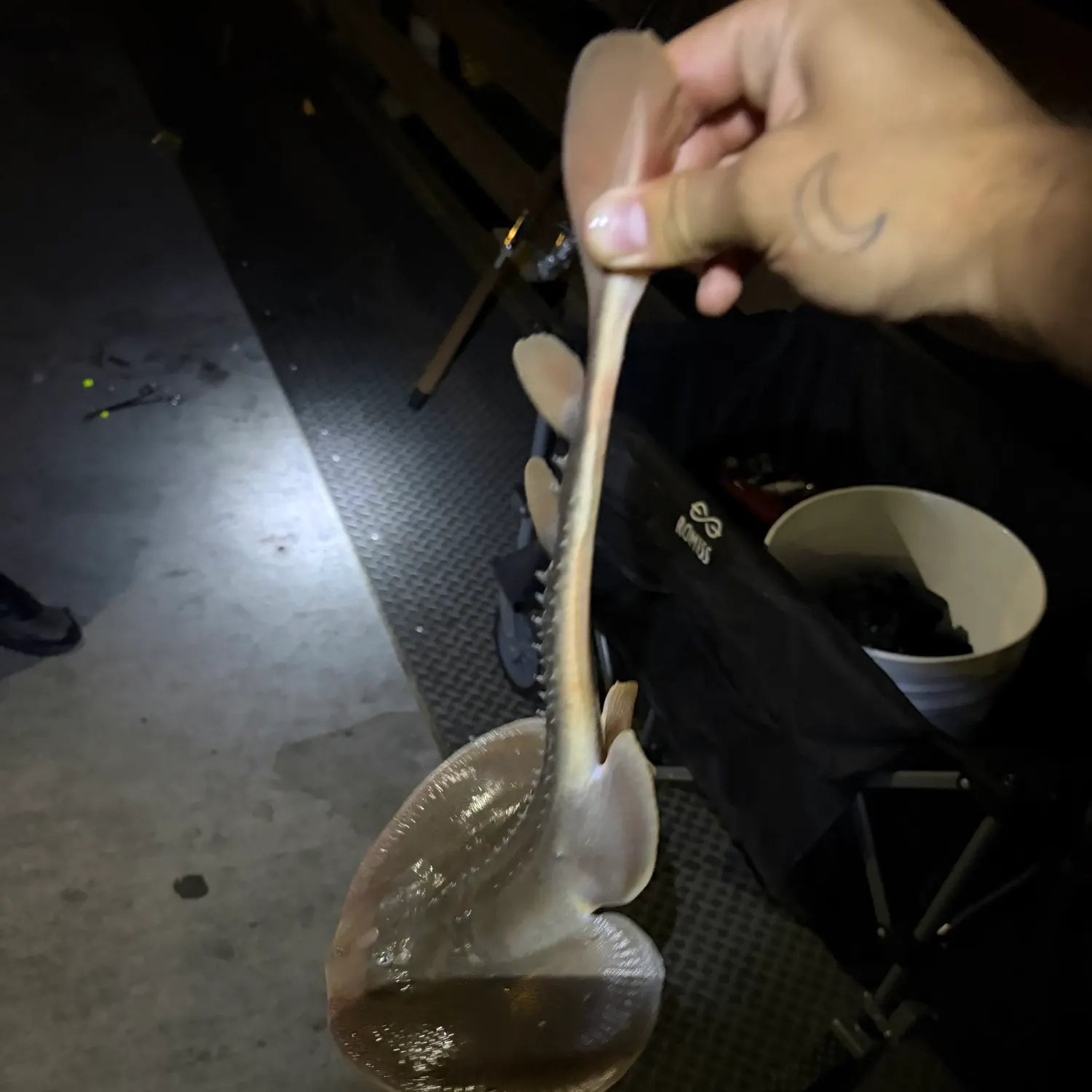 Thornback guitarfish caught on Fishbrain