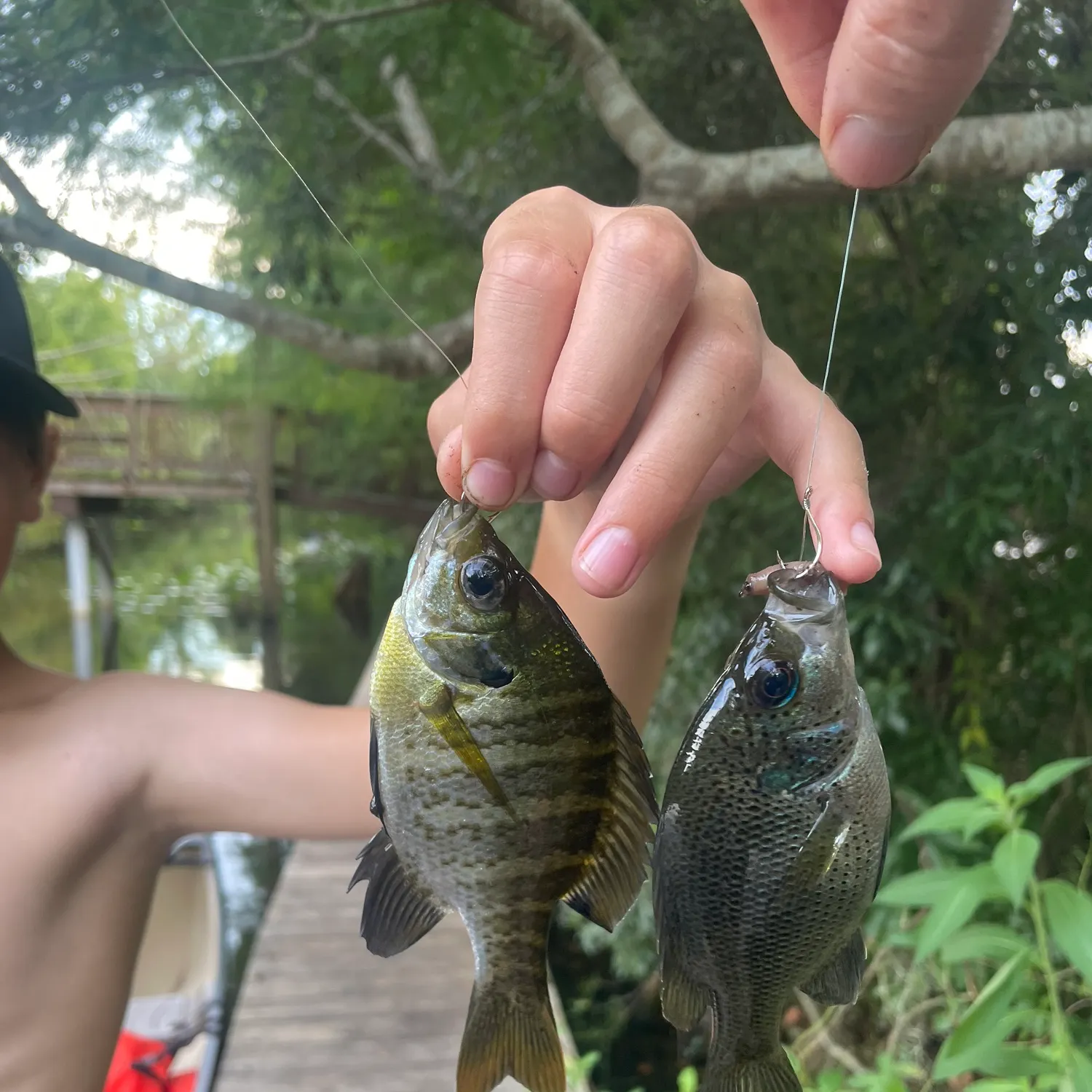 Bluegill caught on Fishbrain