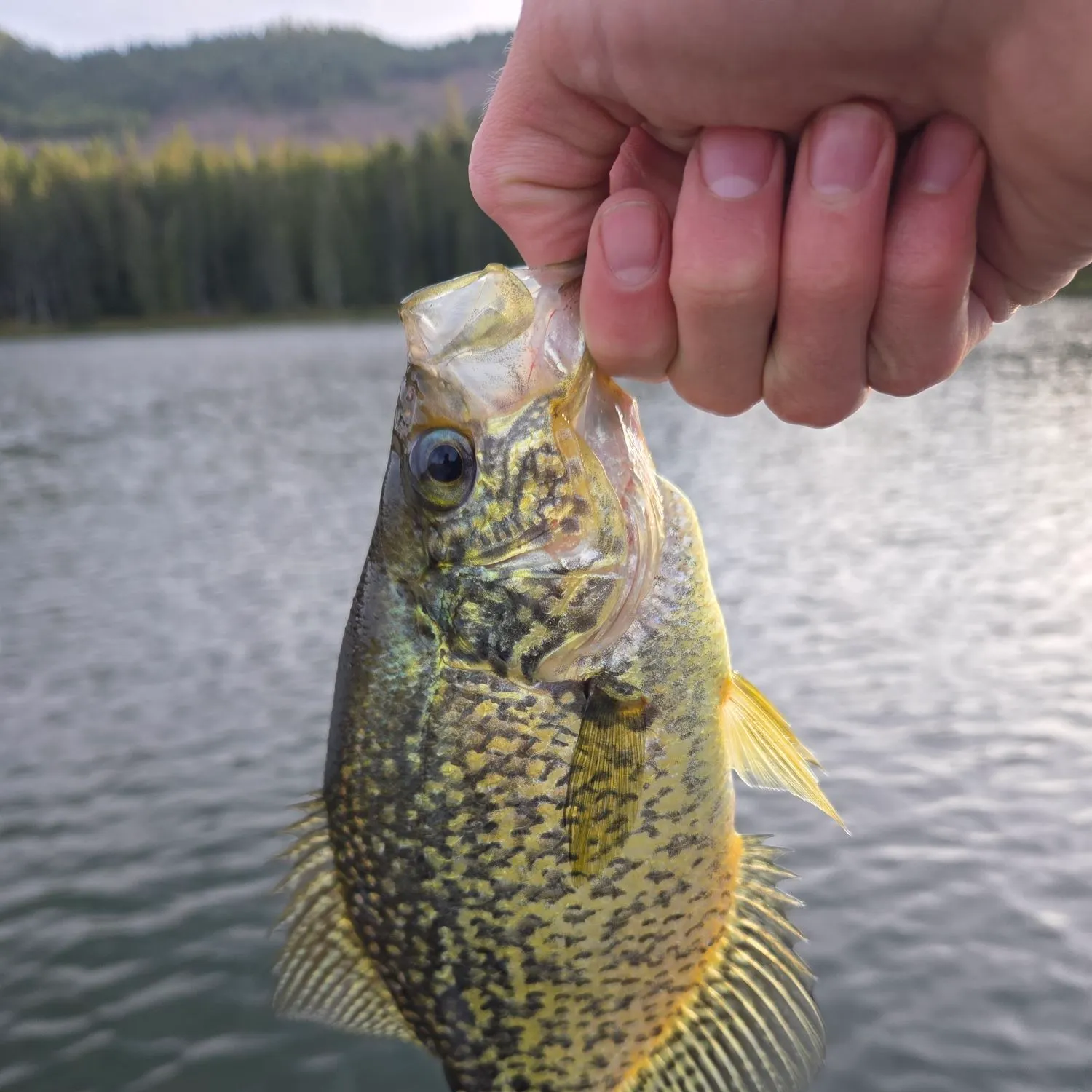 Black crappie caught on Fishbrain