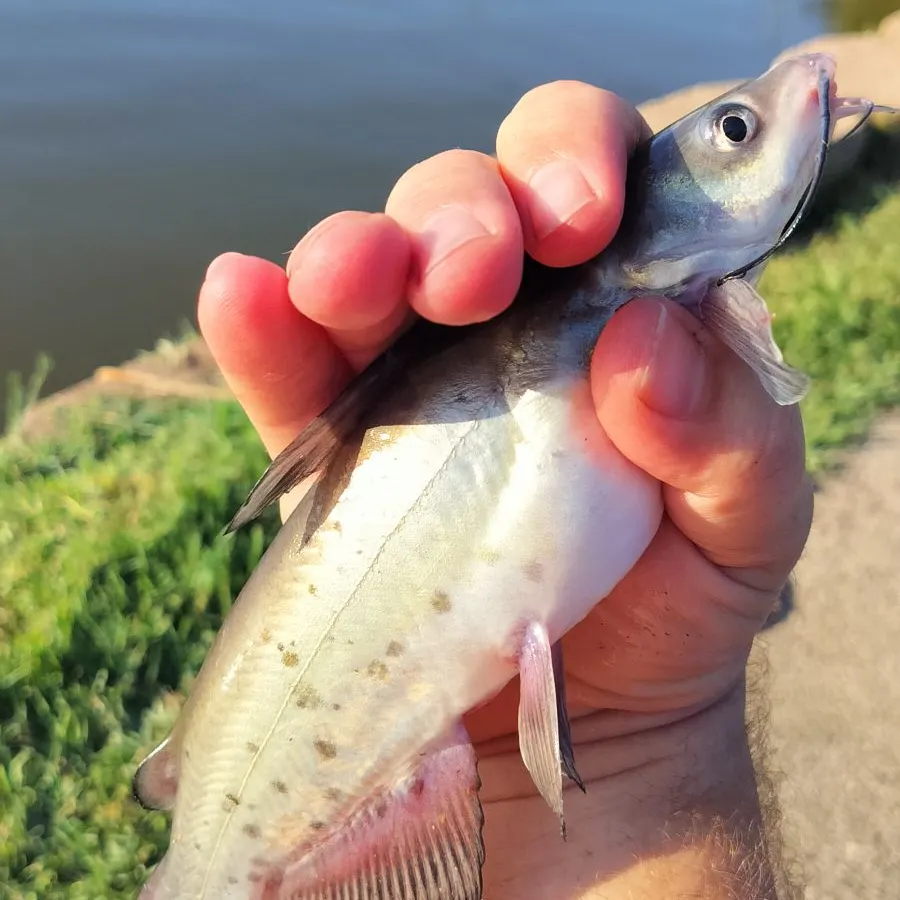 Channel catfish caught on Fishbrain