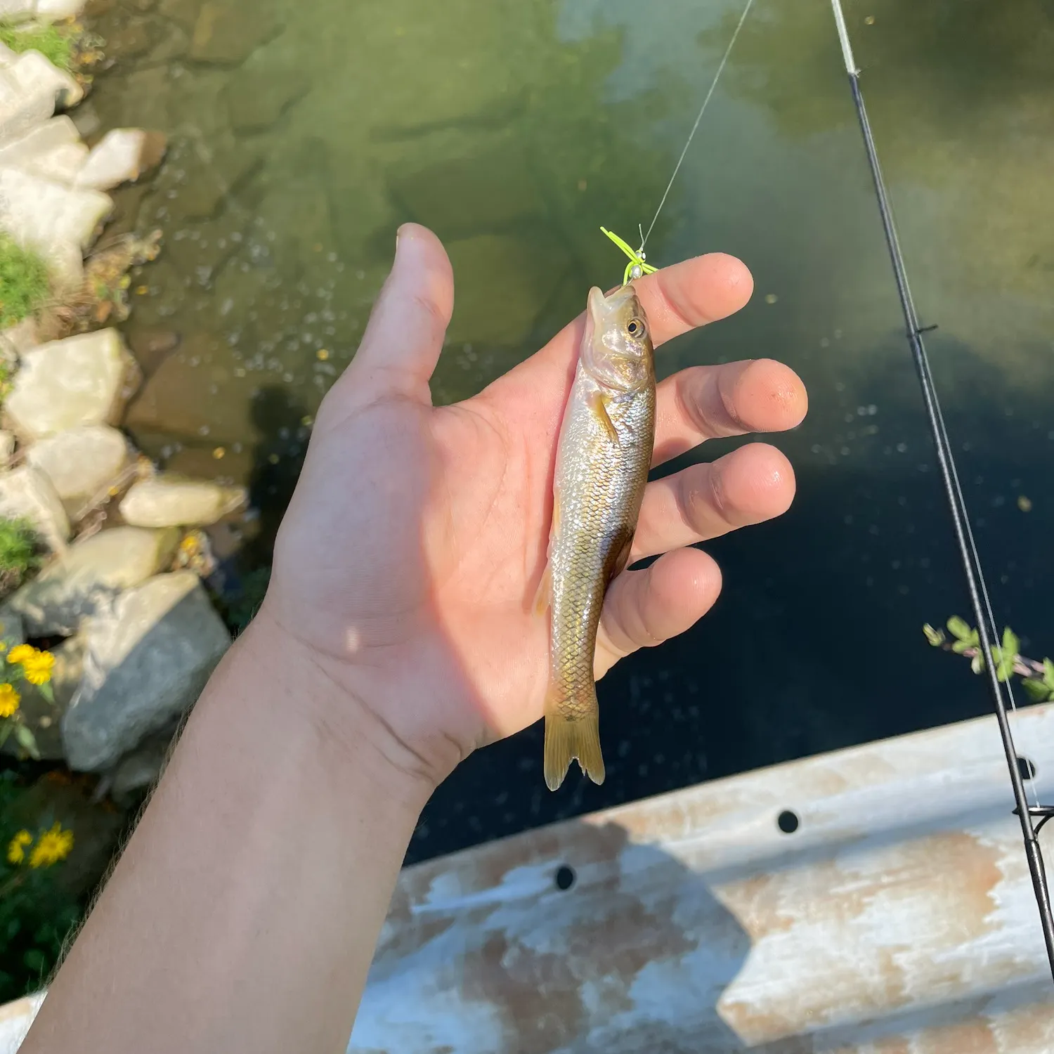 Creek chub caught on Fishbrain