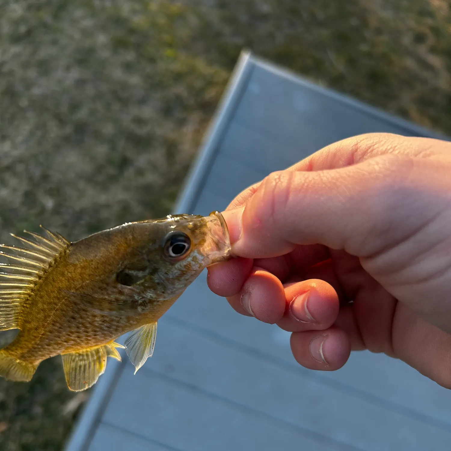 The most recent Orangespotted sunfish catches on Fishbrain