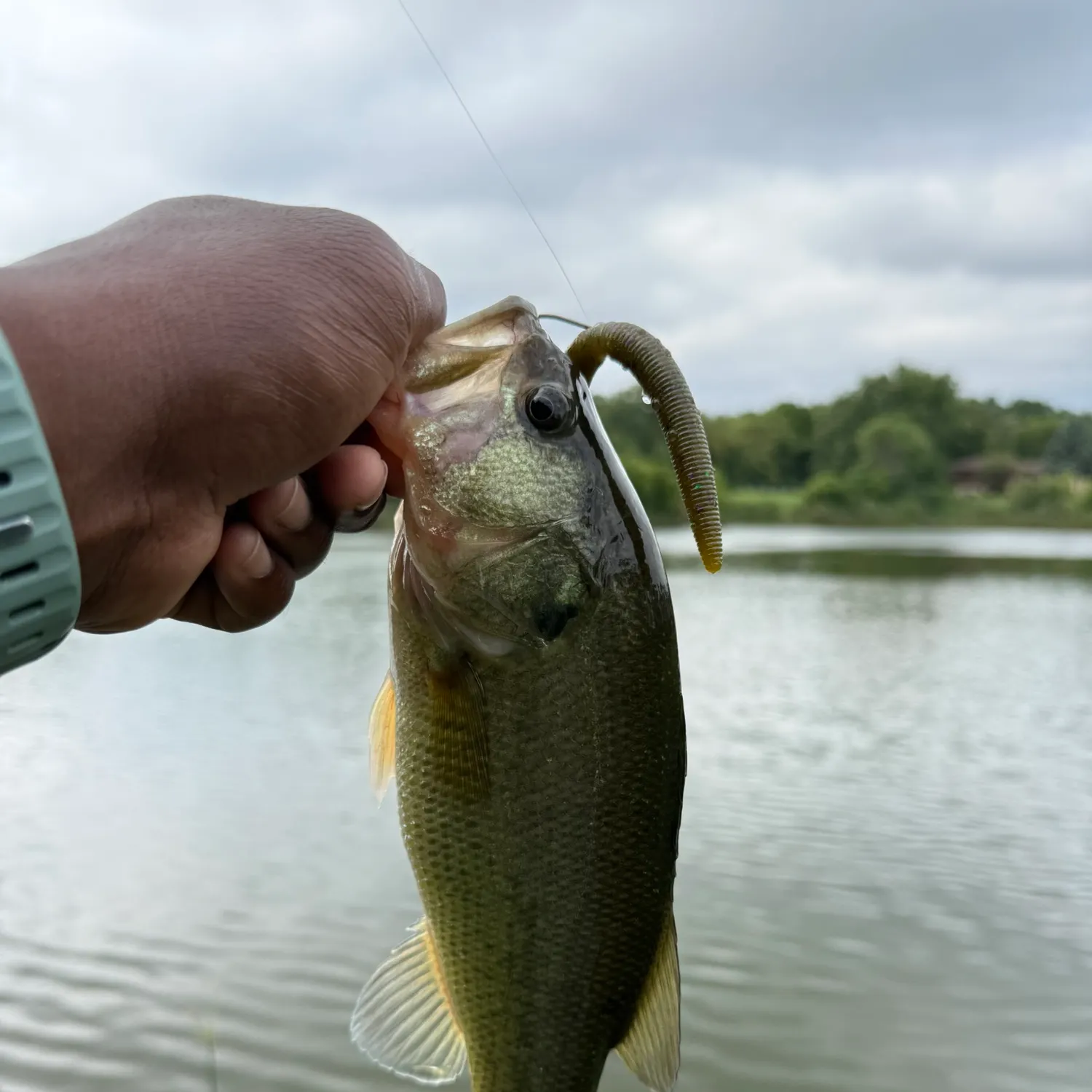 Largemouth bass caught on Fishbrain