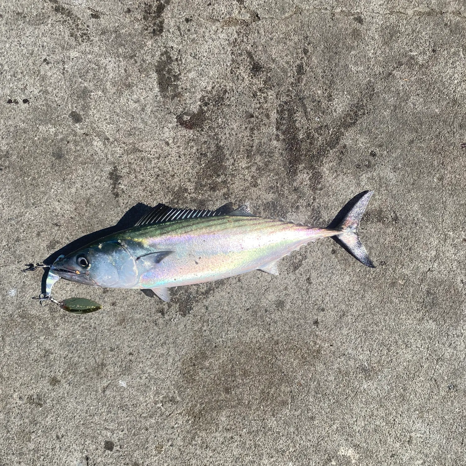 Pacific bonito caught on Fishbrain