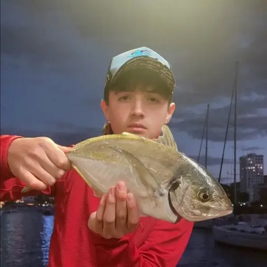 The most recent White trevally catches on Fishbrain
