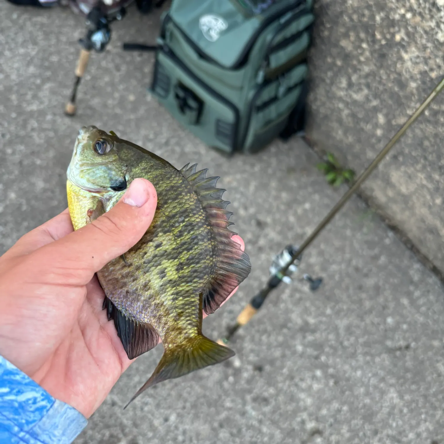 Bluegill caught on Fishbrain