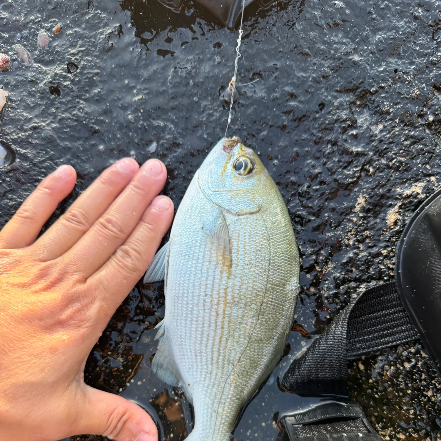 The most recent Brassy chub catches on Fishbrain