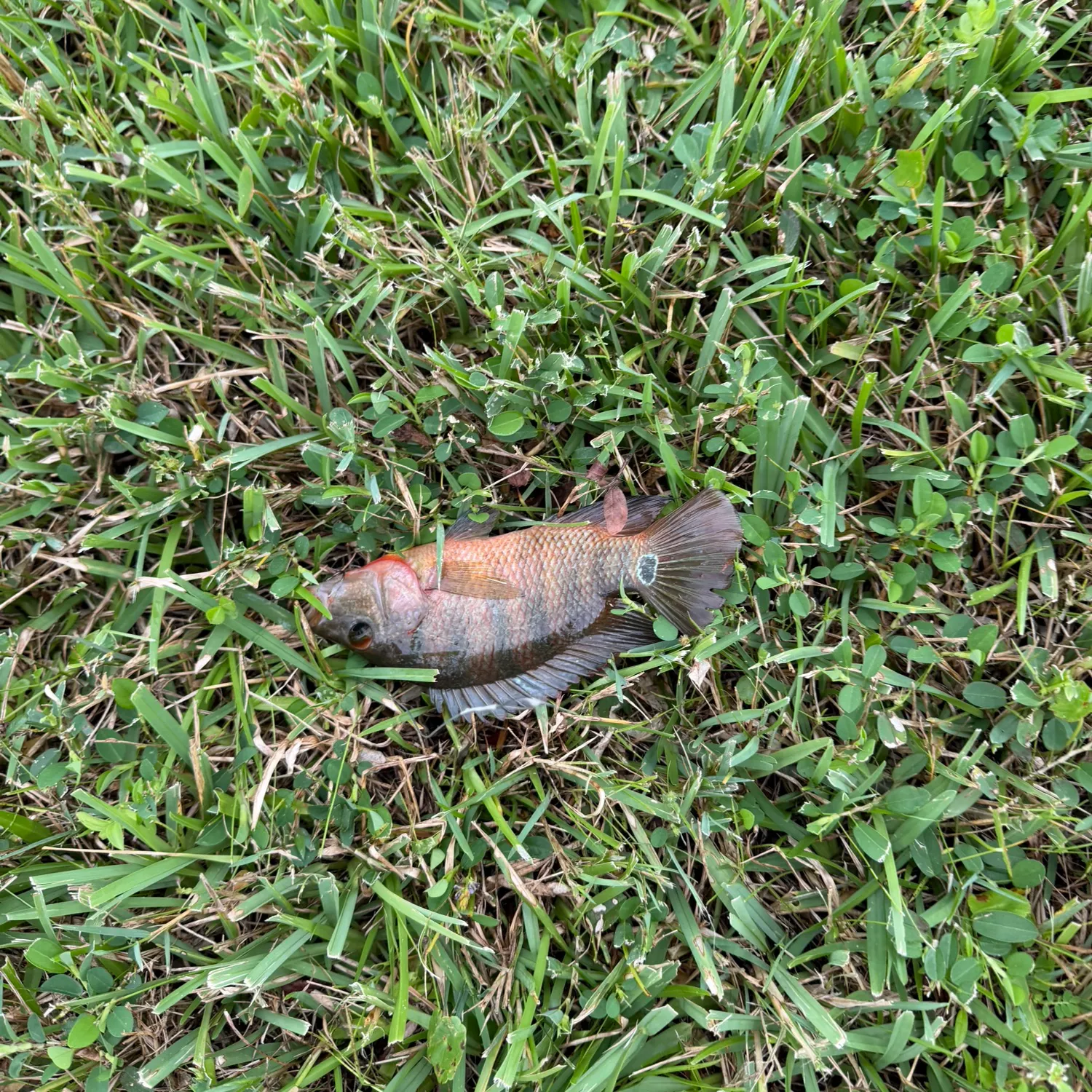Mayan cichlid caught on Fishbrain