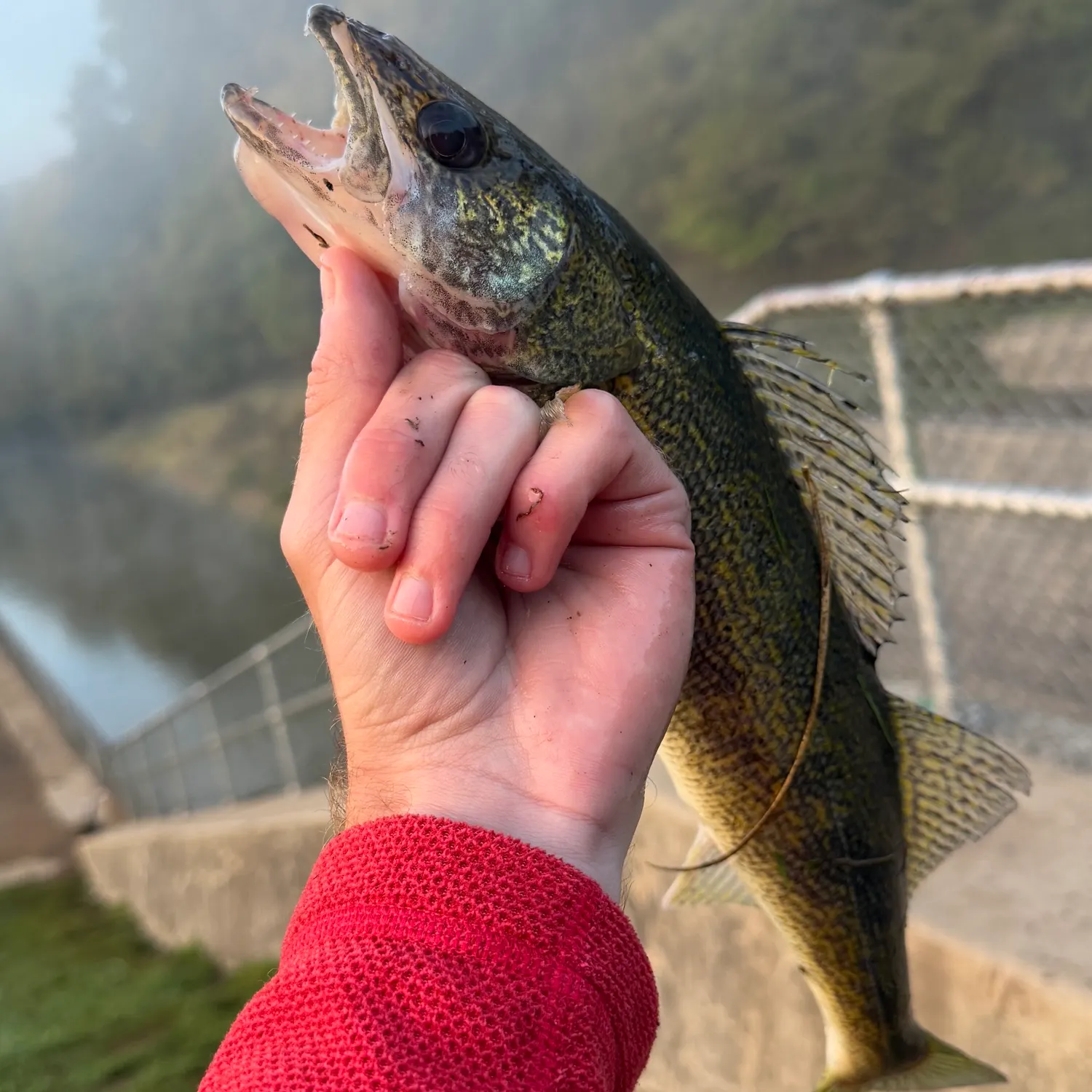 The most recent Saugeye catches on Fishbrain
