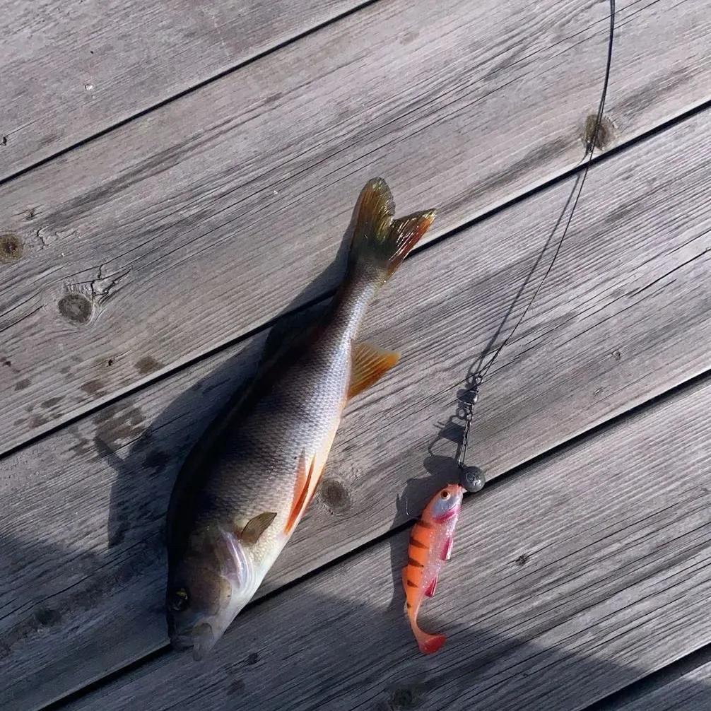 European perch caught on Fishbrain