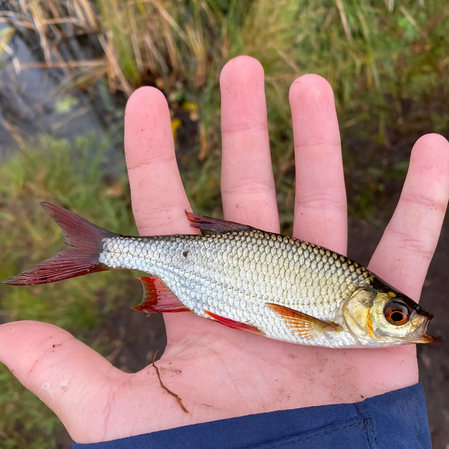 Common rudd caught on Fishbrain
