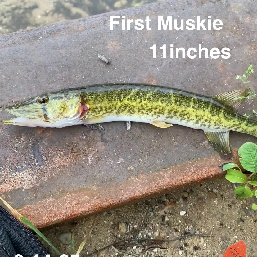 The most recent Muskellunge catches on Fishbrain