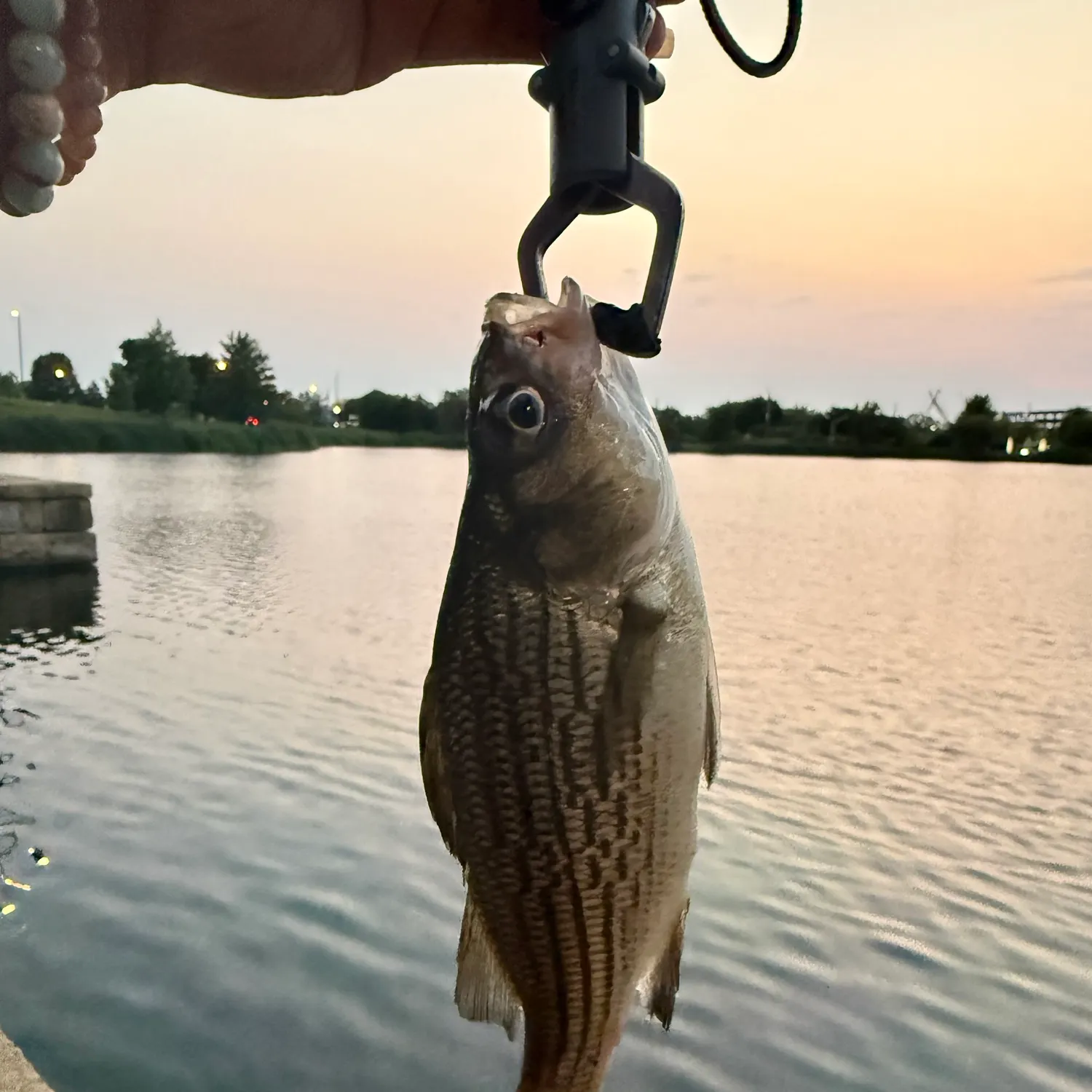The most recent White bass catches on Fishbrain
