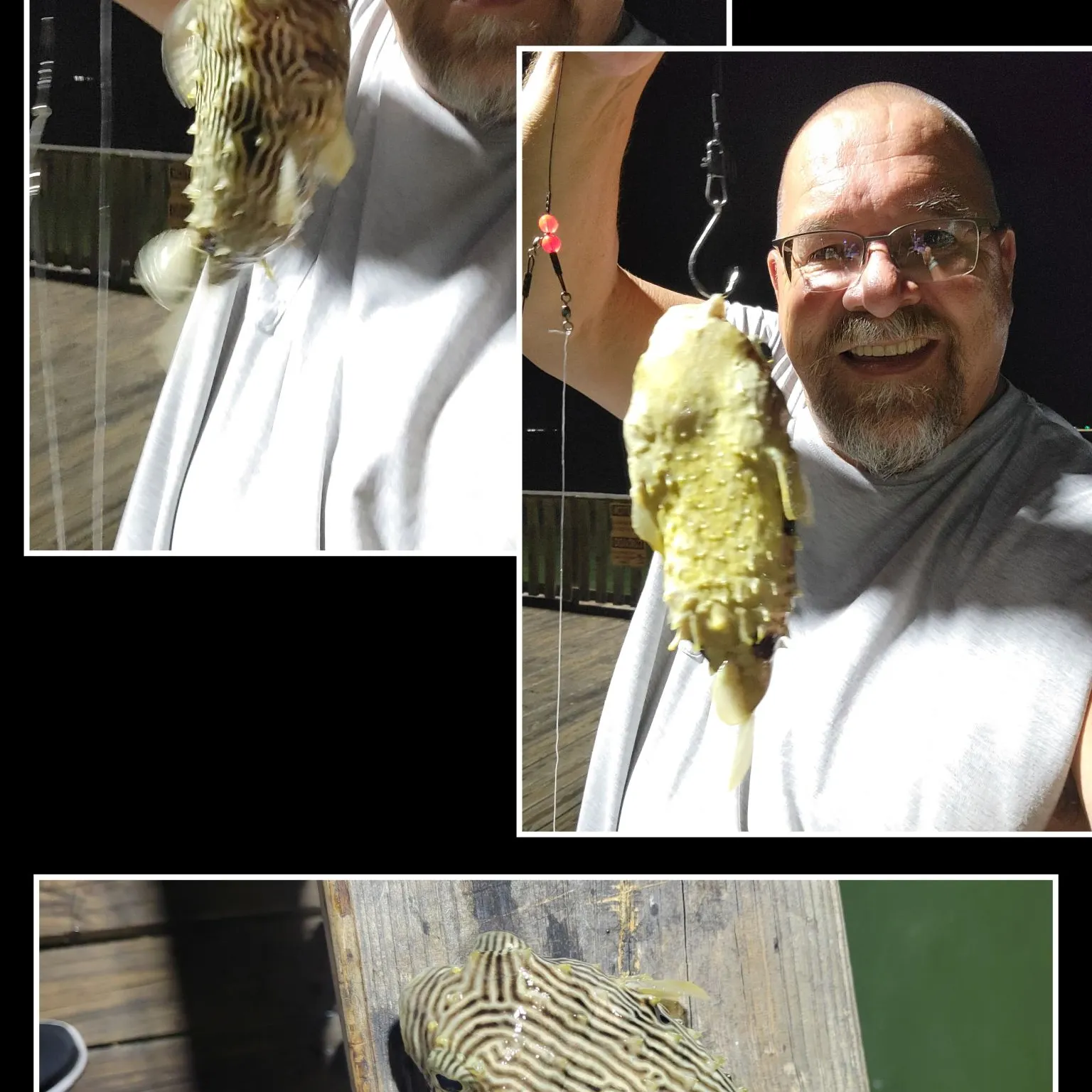 Striped burrfish caught on Fishbrain