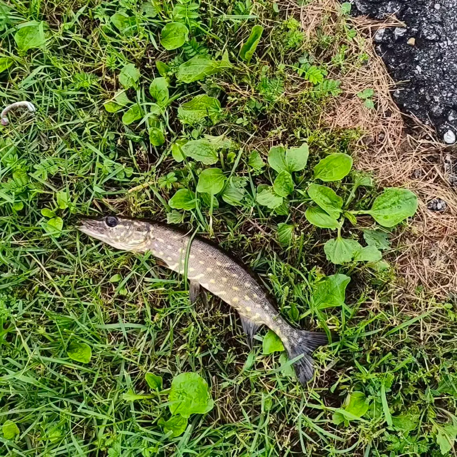 Fish caught on Fishbrain