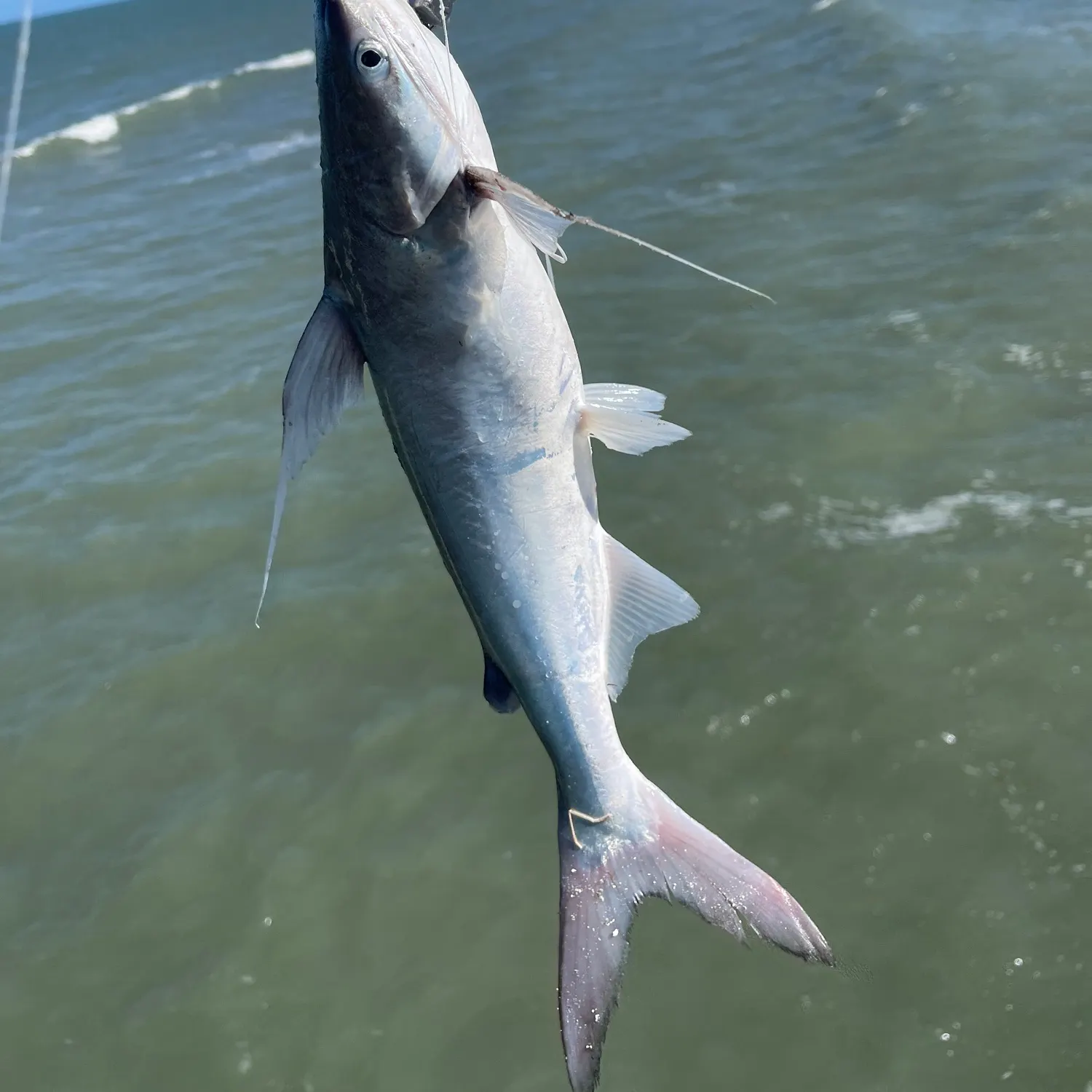 The most recent Gafftopsail sea catfish catches on Fishbrain