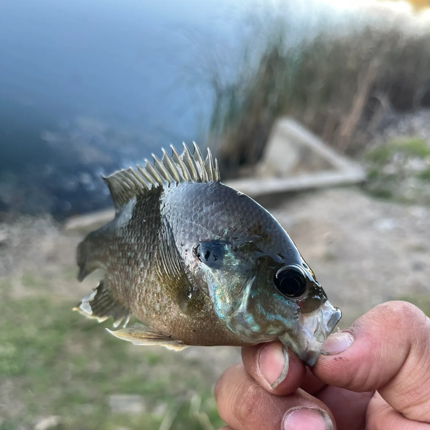 Greengill hybrid caught on Fishbrain