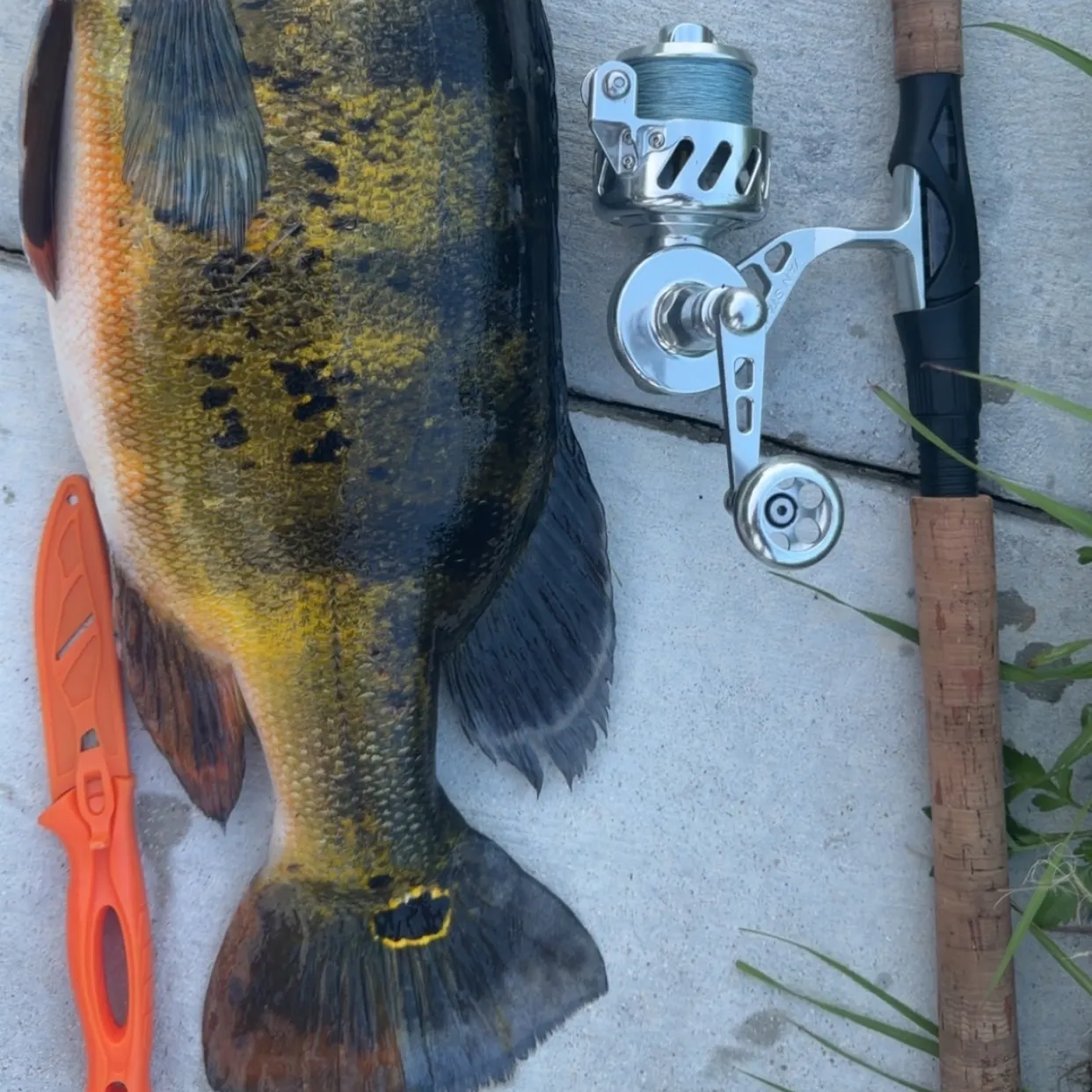 Butterfly peacock bass caught on Fishbrain