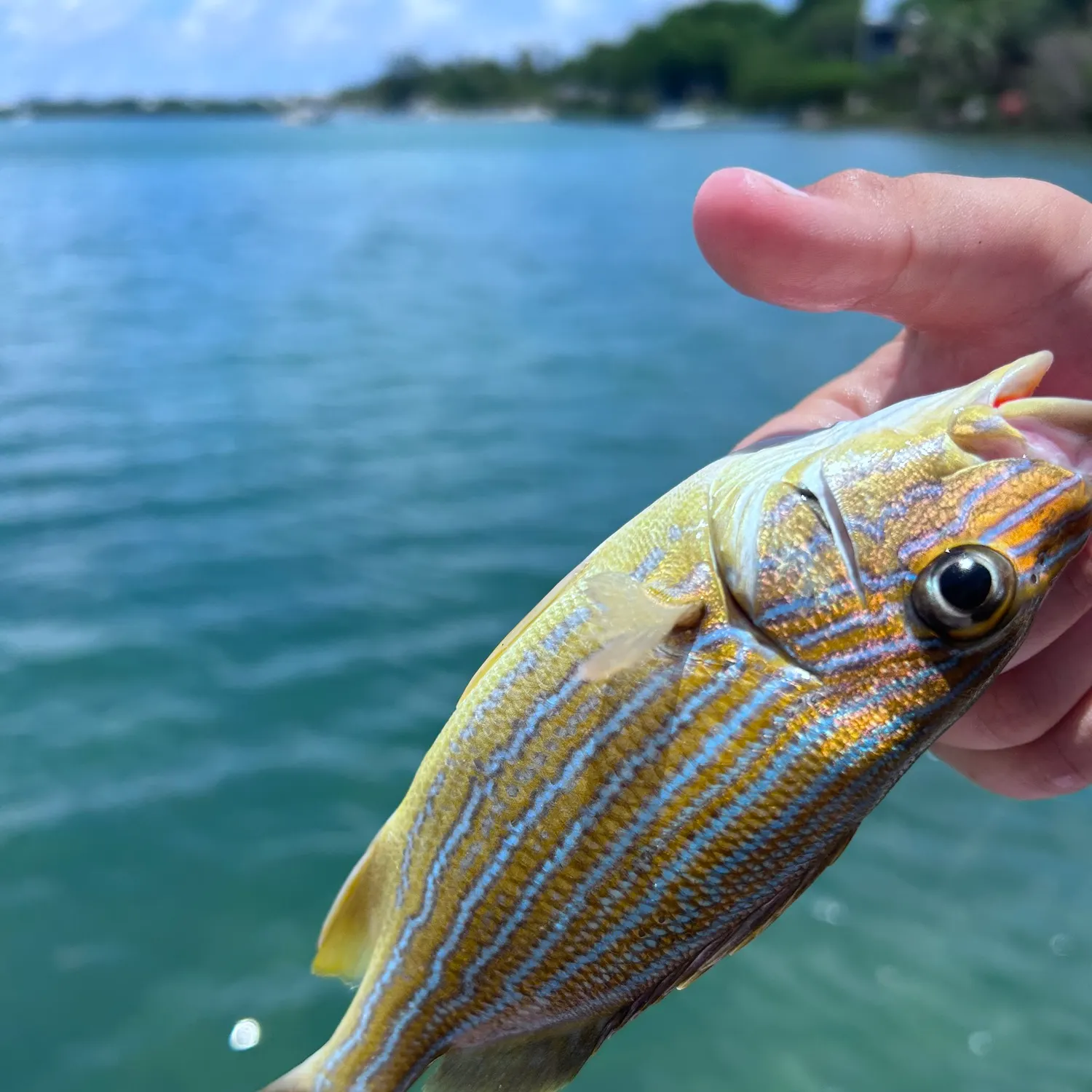 The most recent Bluestriped grunt catches on Fishbrain