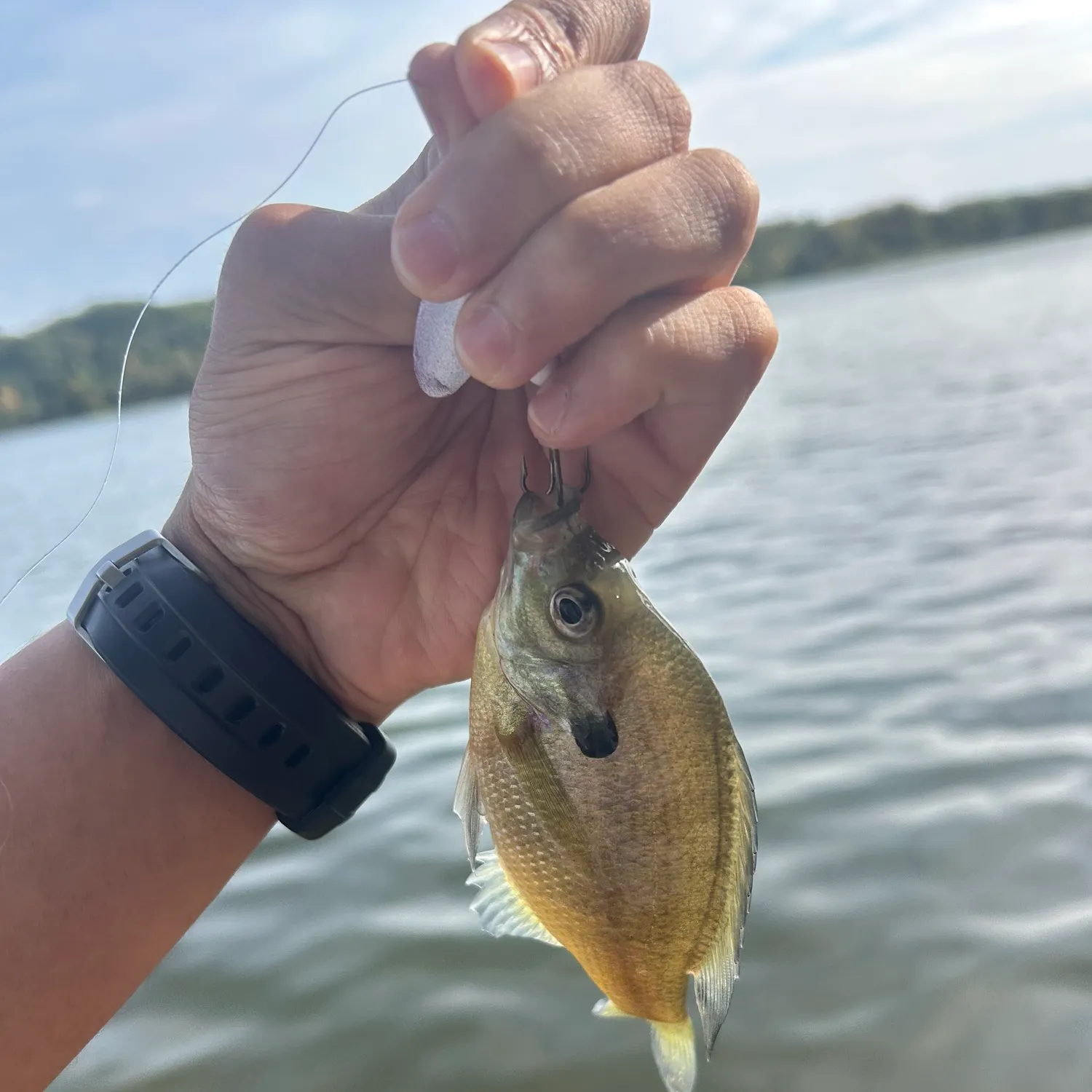 Bluegill caught on Fishbrain