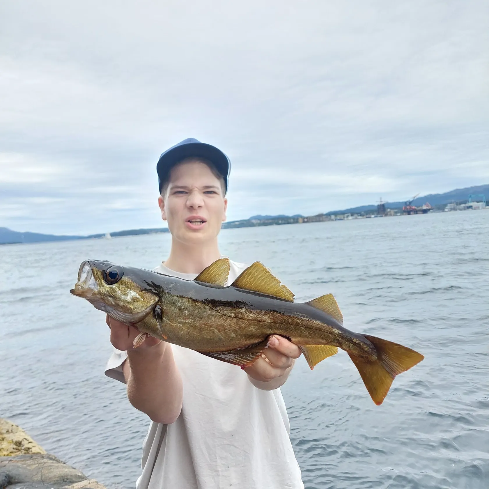 The most recent Pollack catches on Fishbrain