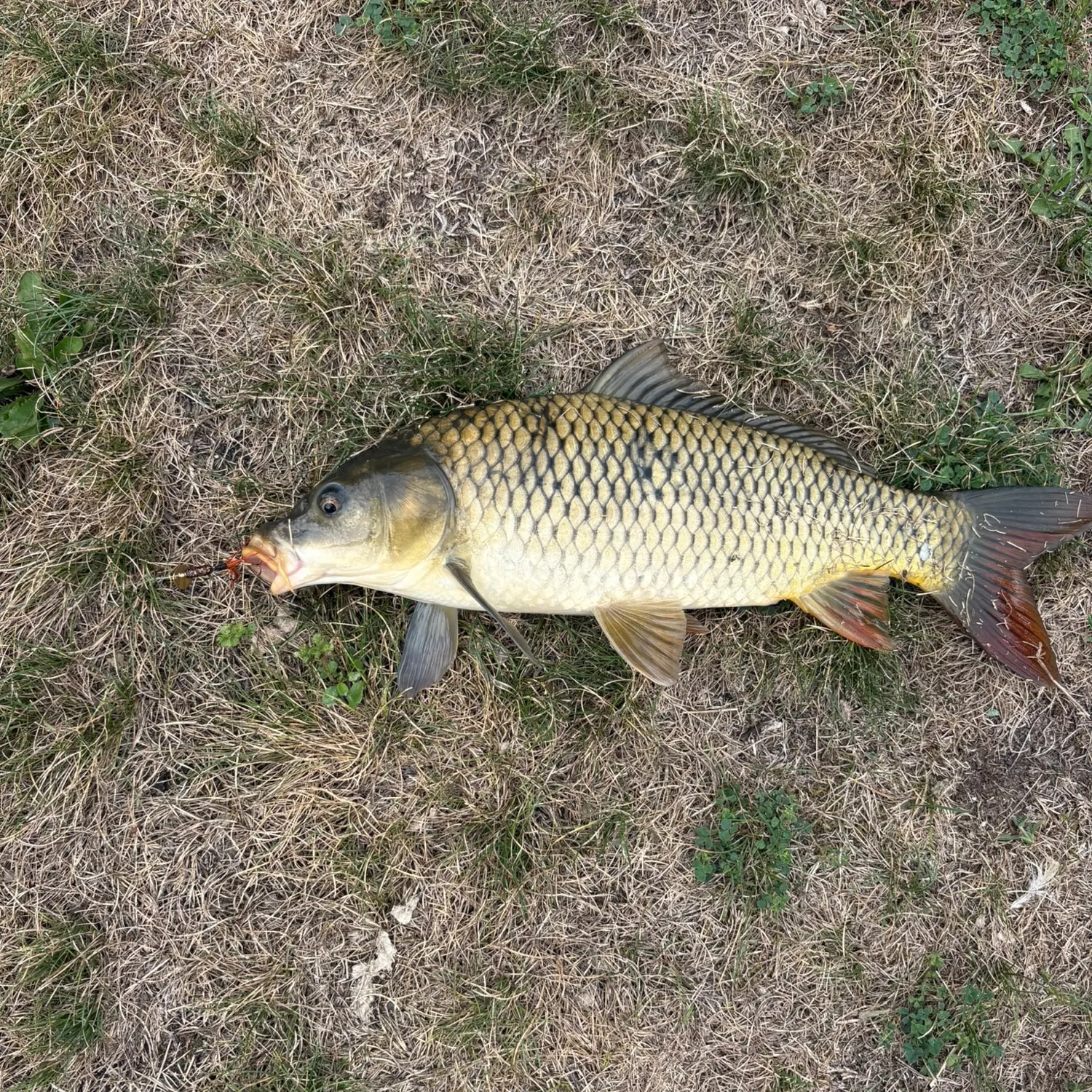 Common carp caught on Fishbrain