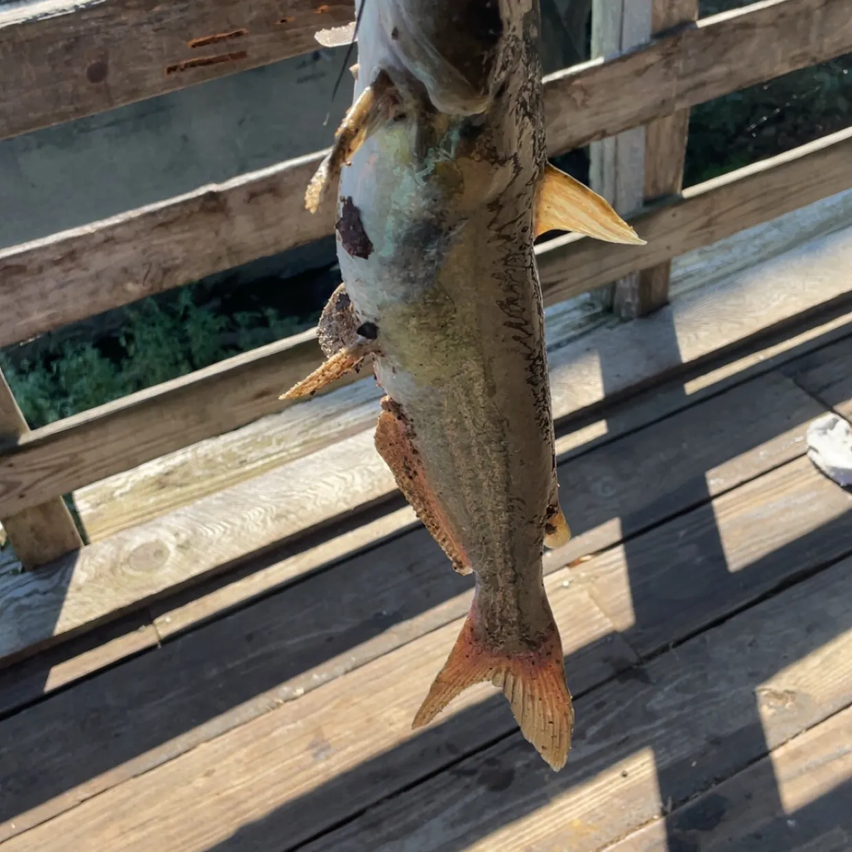 Channel catfish caught on Fishbrain