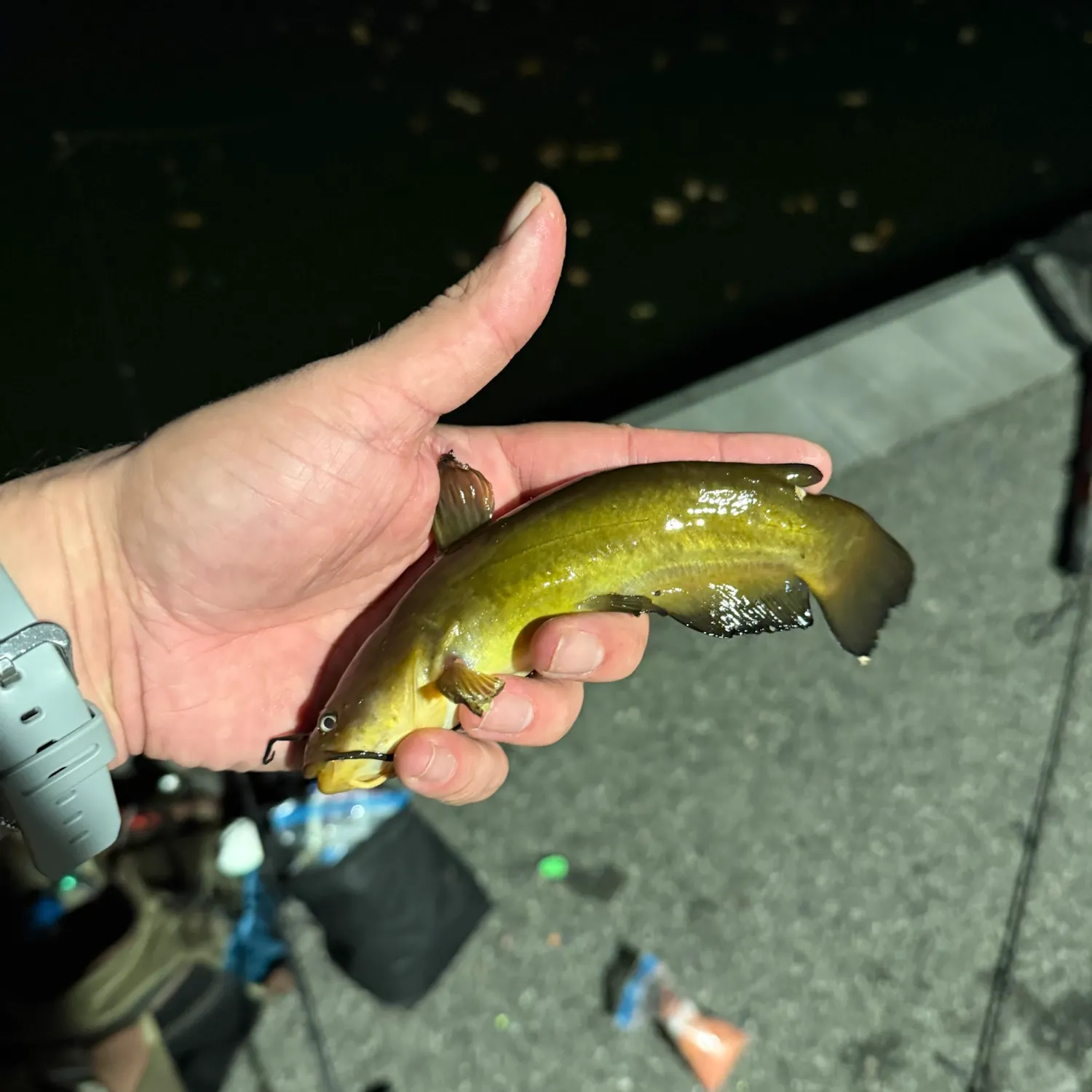 Yellow bullhead caught on Fishbrain