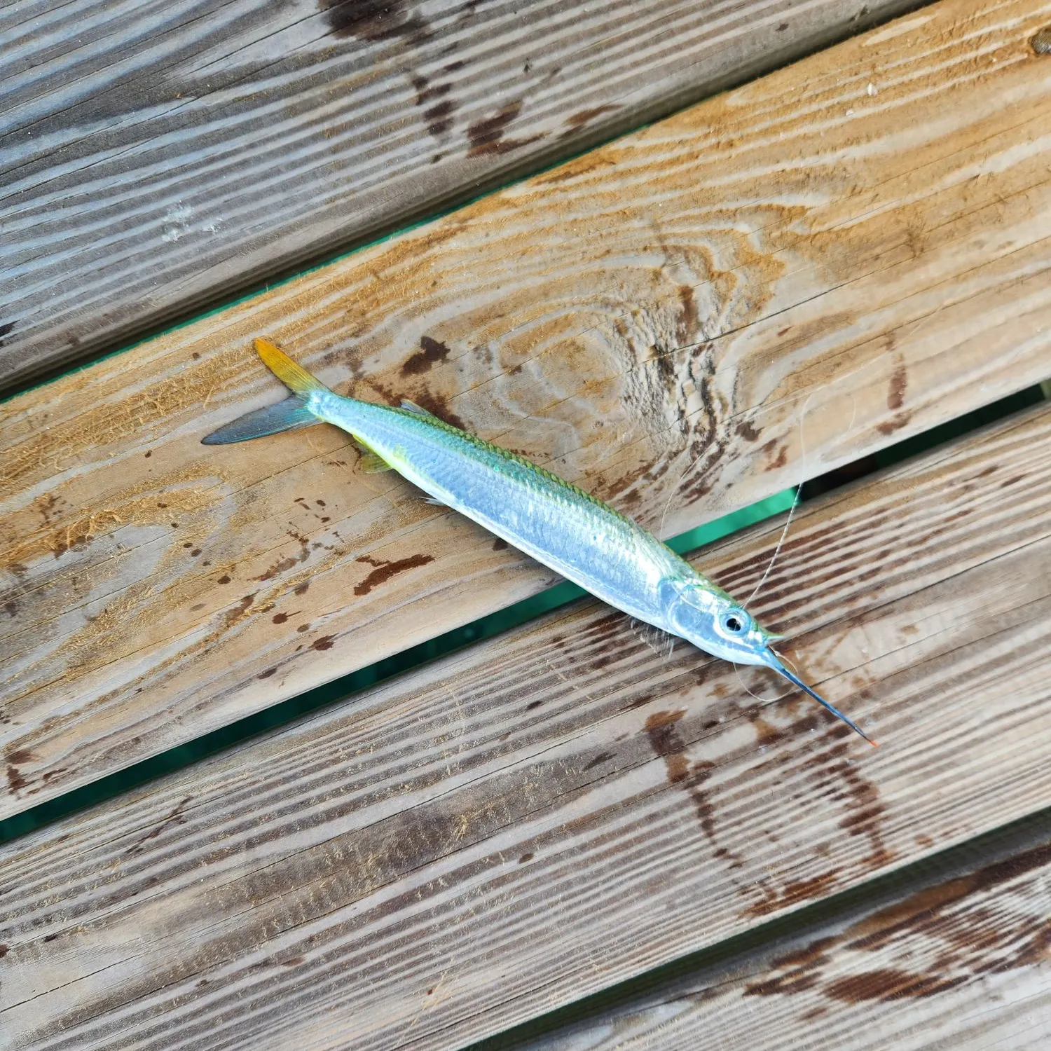 The most recent Ballyhoo halfbeak catches on Fishbrain