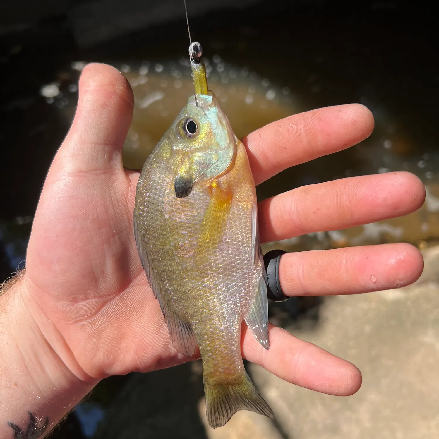 Bluegill caught on Fishbrain